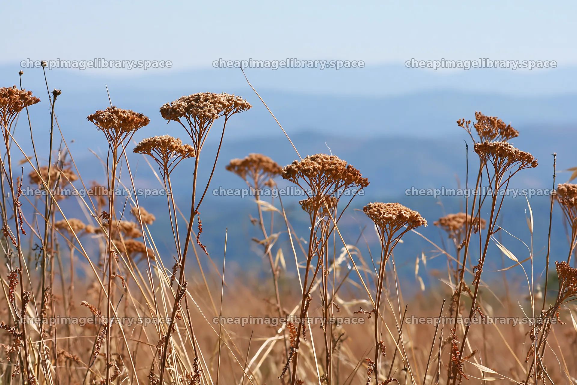 Yarrow meadow blooms in dry landscape against distant mountains – image library 9722x6480