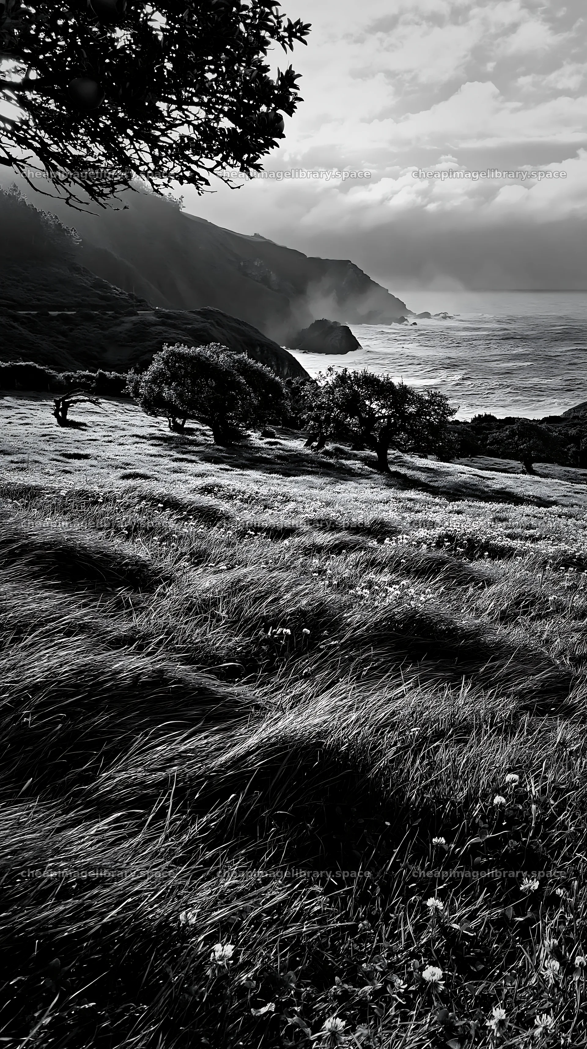 Clover apple meadow with trees near the coast – image library 5938x10608
