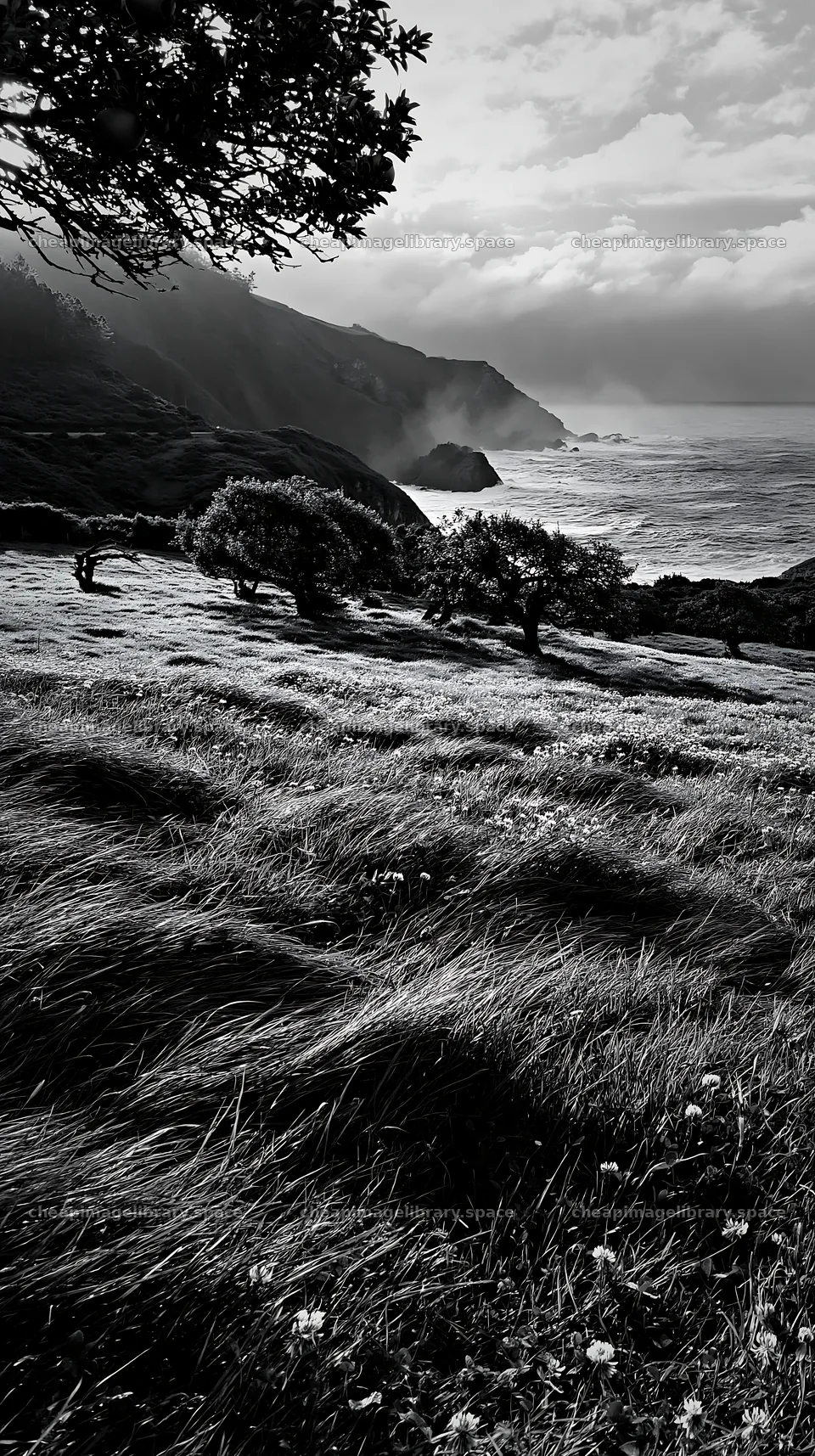 Clover apple meadow with trees near the coast – image library 5938x10608