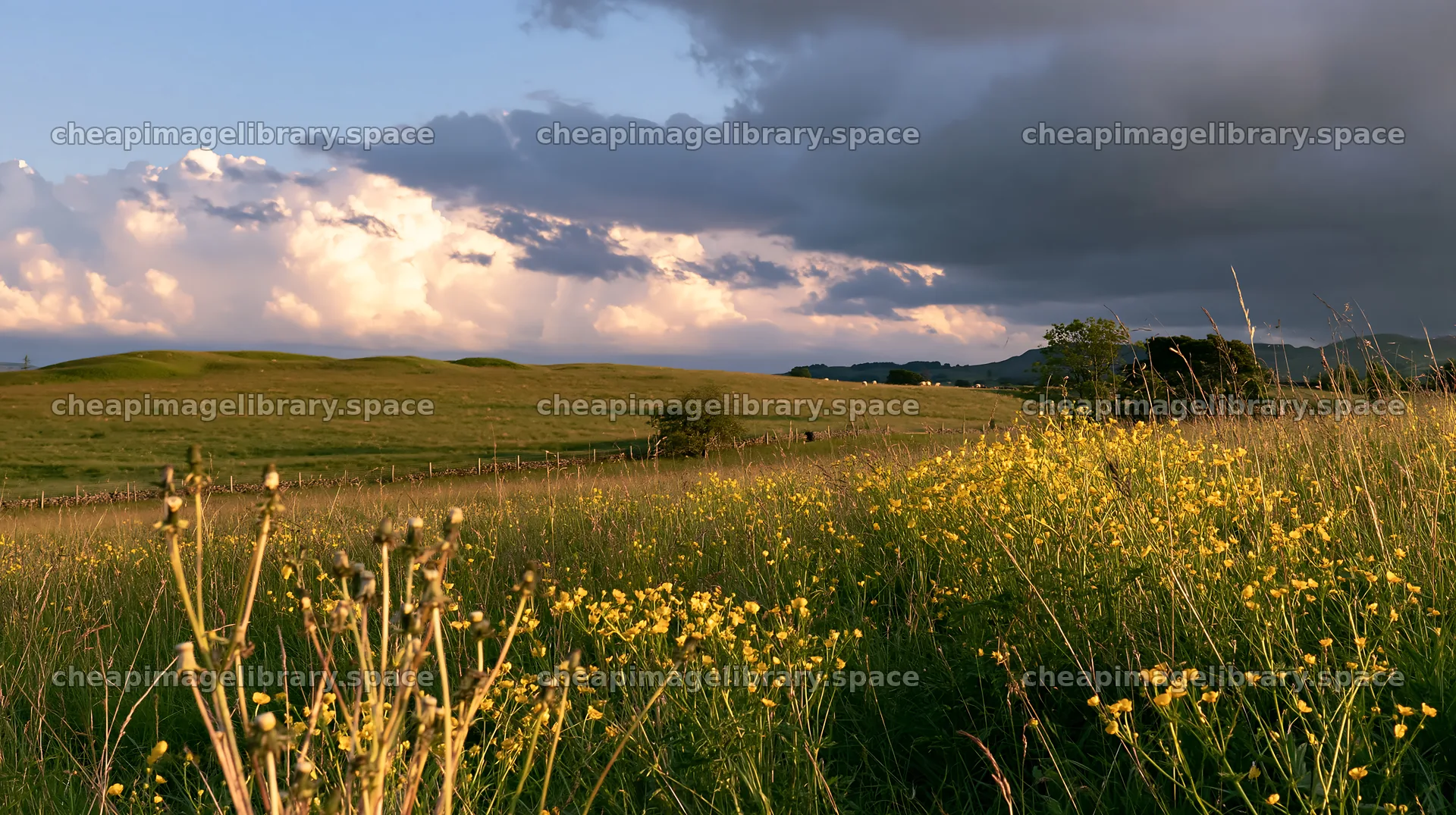 Buttercup hay meadow in Yorkshire Dales under cloudy sky – image library 10608x5938