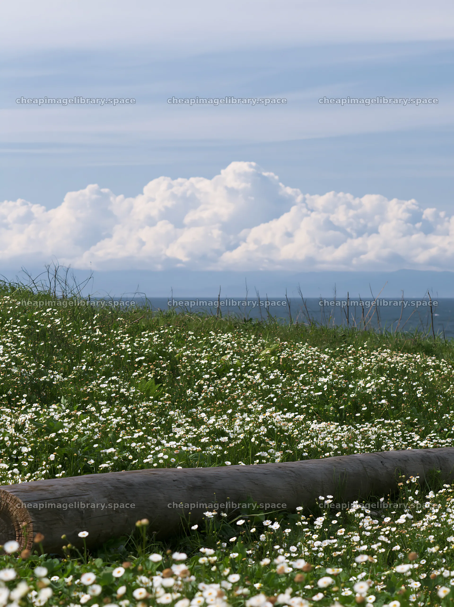 Chiba coastal climate meadow driftwood foreground with clouds – image library 6866x9174