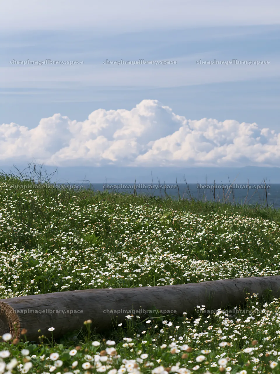 Chiba coastal climate meadow driftwood foreground with clouds – image library 6866x9174