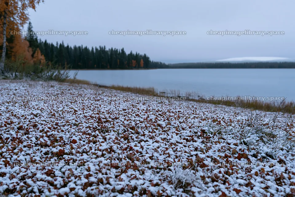 Lakeside meadow after first snowfall with autumn leaves – image library 9722x6480