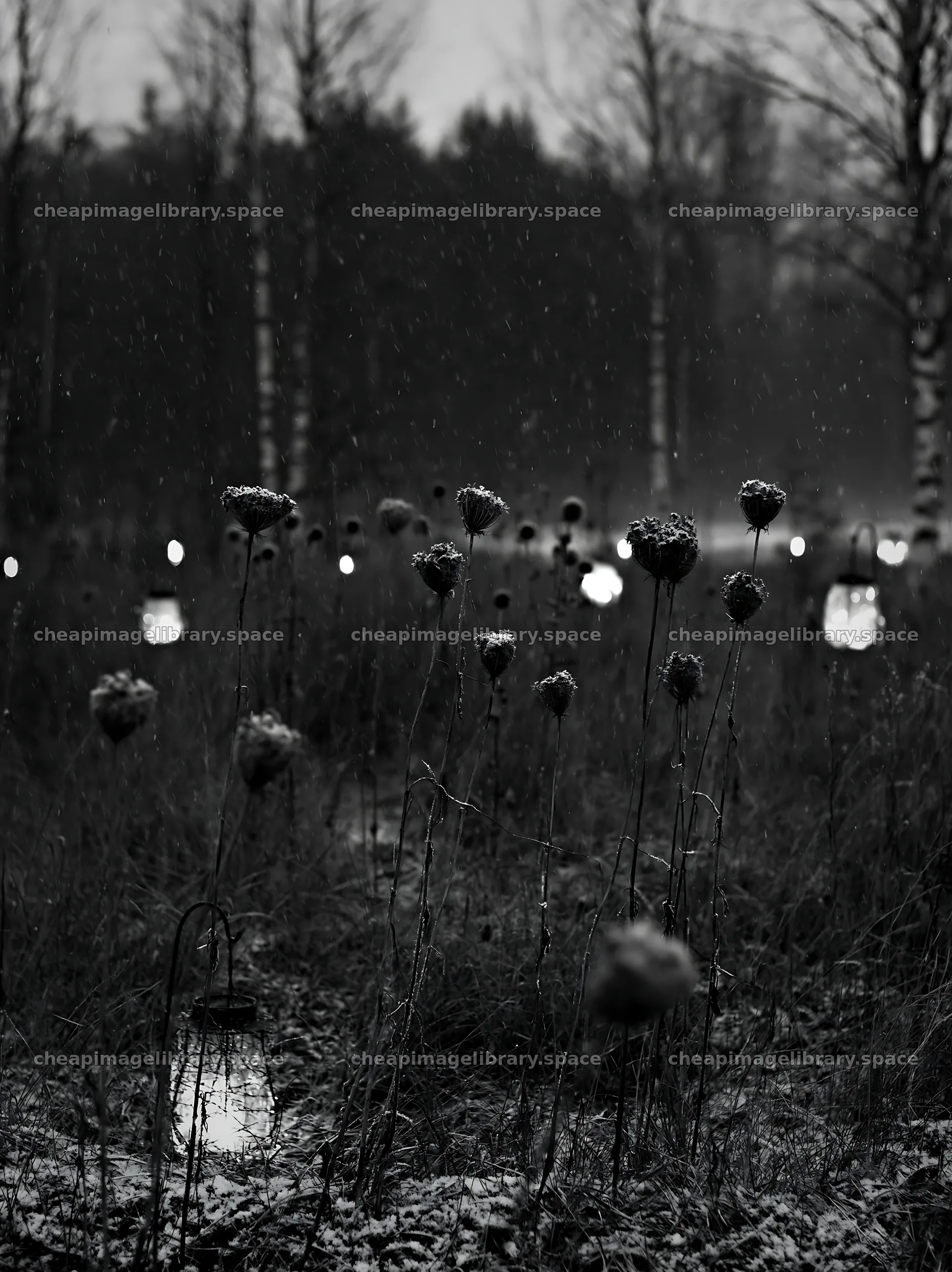 Frosty meadow with seedheads and lanterns in a winter scene – image library 6866x9174