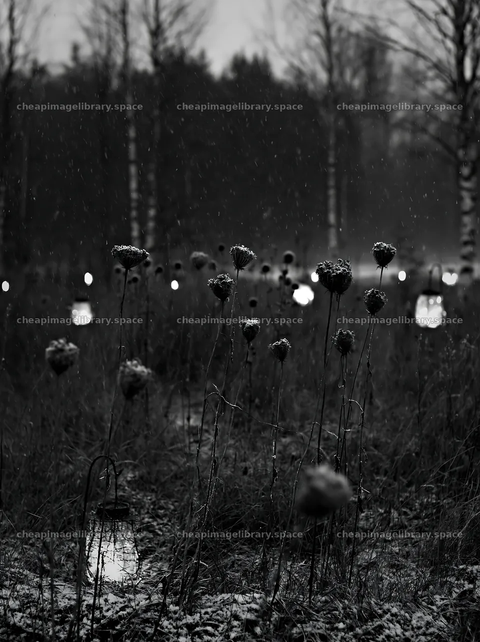 Frosty meadow with seedheads and lanterns in a winter scene – image library 6866x9174