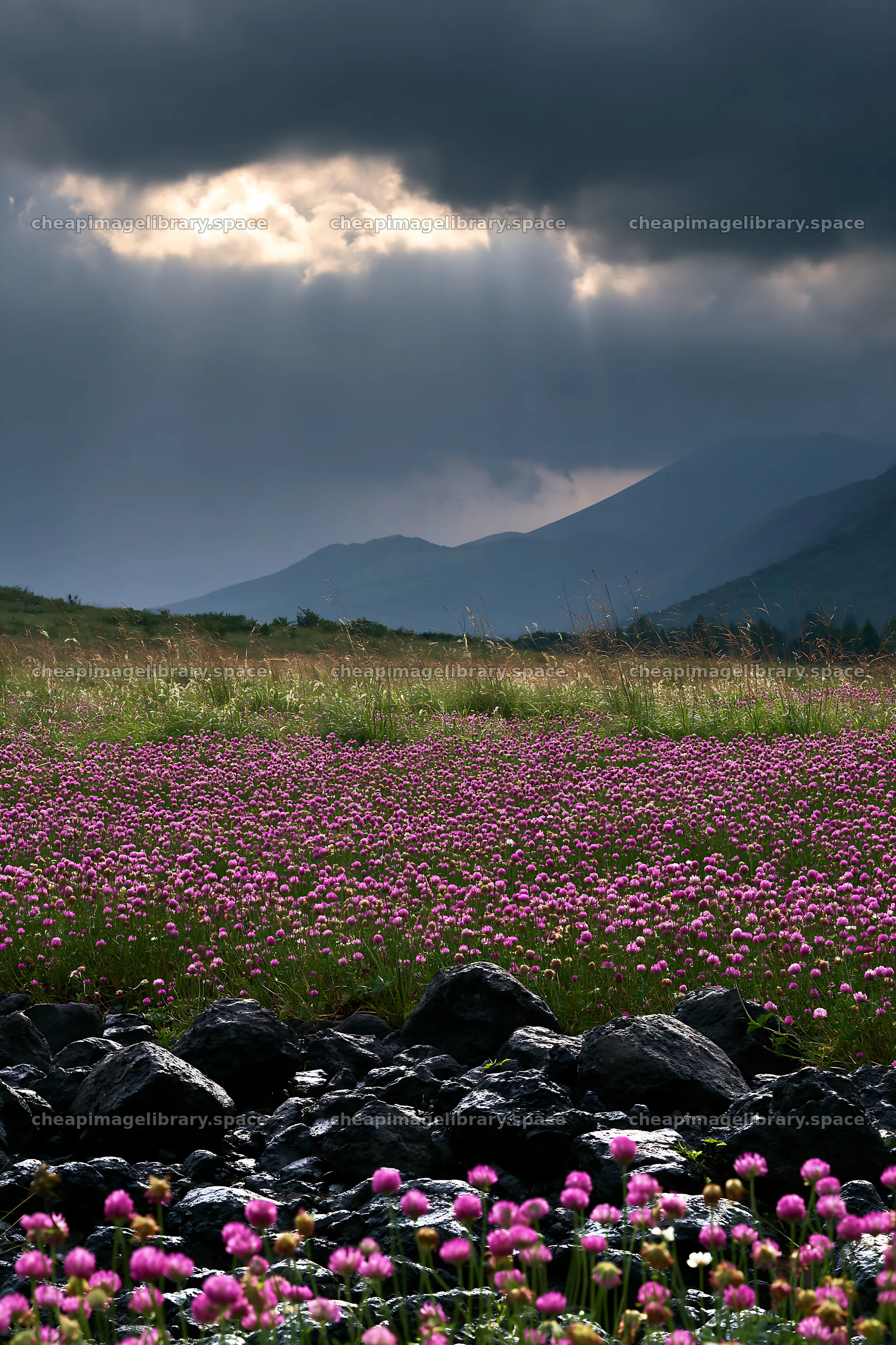Kumamoto volcanic meadow dark rock foreground with flowers – image library 6480x9722