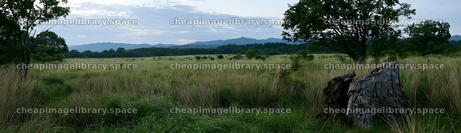 Fukushima native meadow with weathered stump – image library 14762x4268