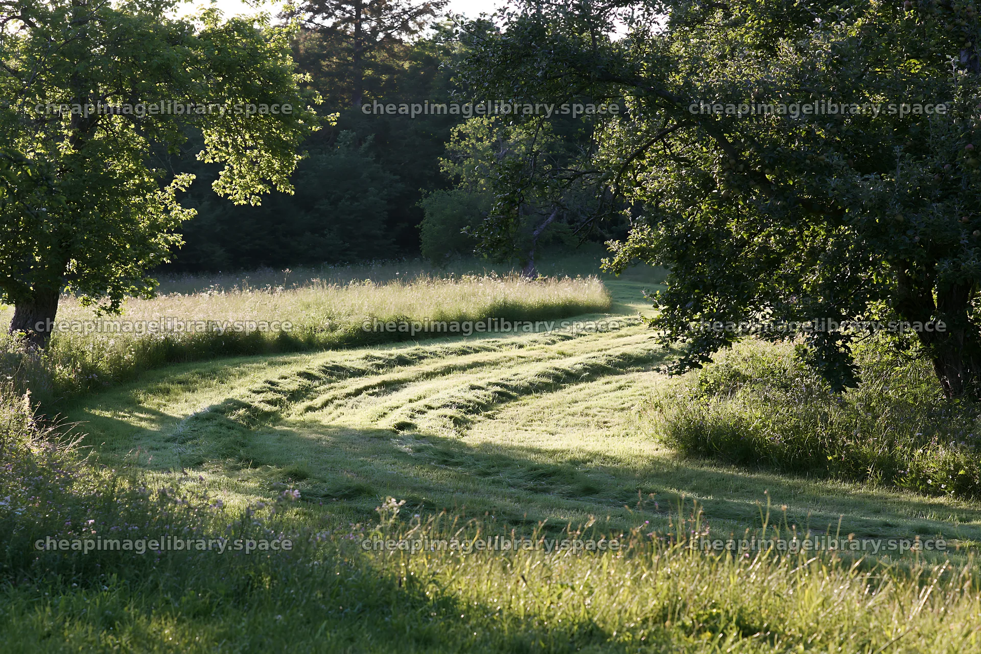 Valley apple meadow with winding path and green trees – image library 9722x6480