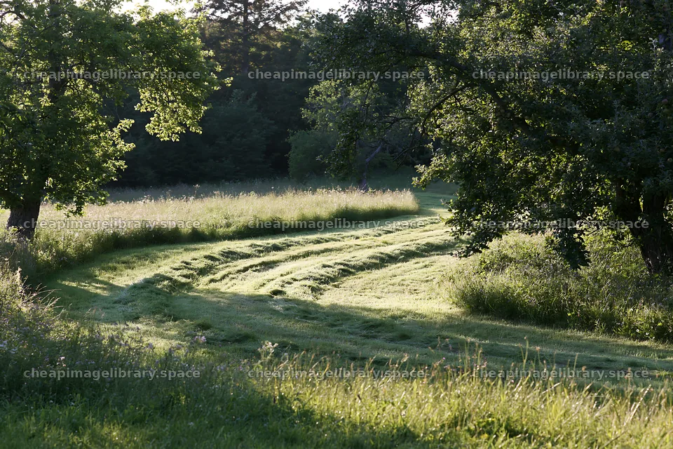 Valley apple meadow with winding path and green trees – image library 9722x6480
