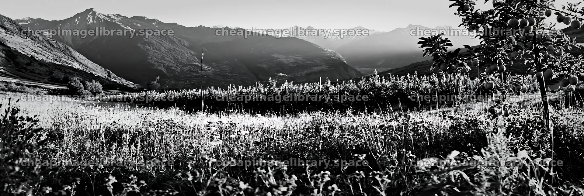 Valley apple meadow with mountains and trees in natural setting – image library 13690x4602