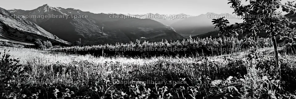 Valley apple meadow with mountains and trees in natural setting – image library 13690x4602