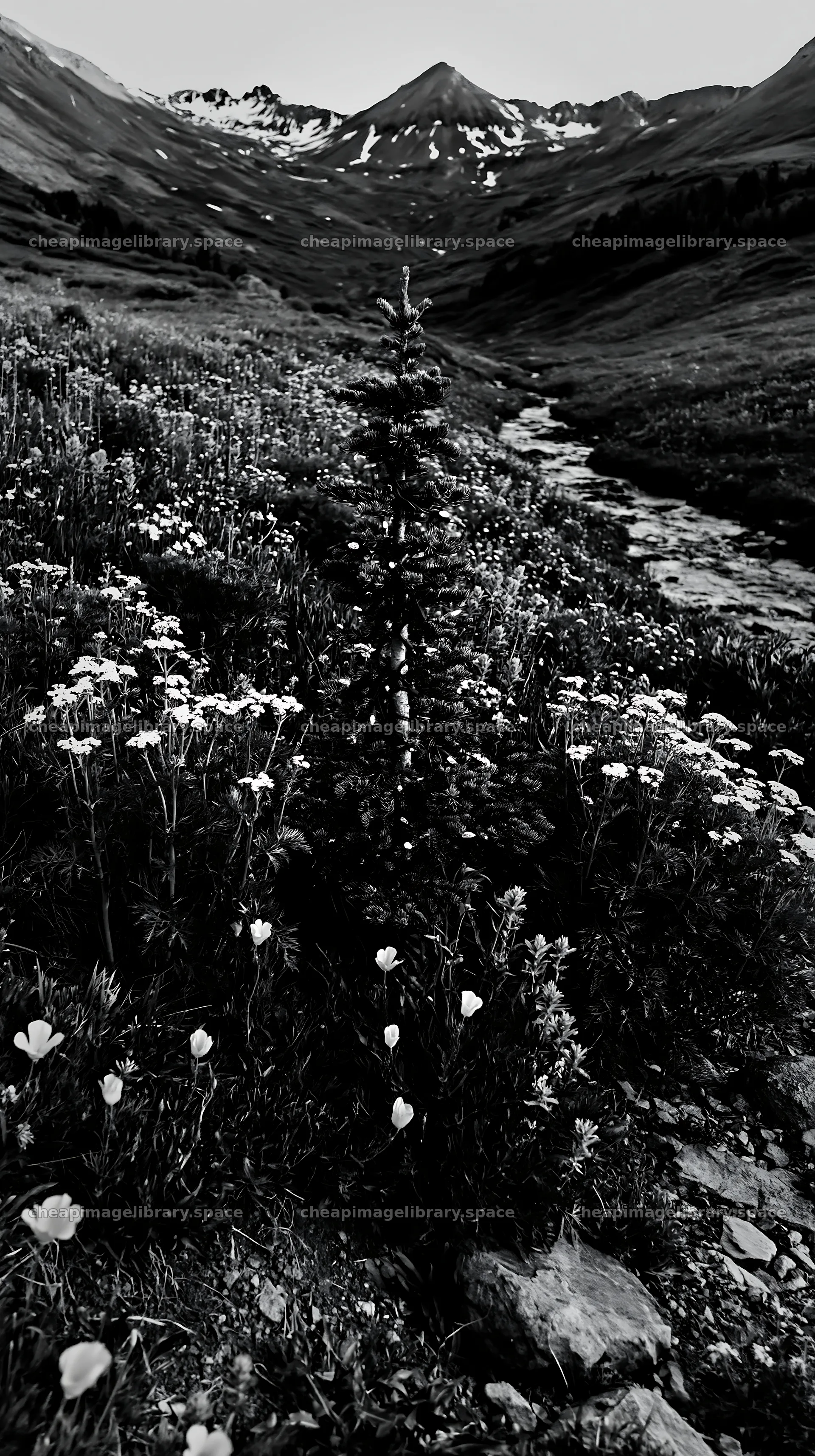 Christmas tree with lights beside stream in meadow – image library 5938x10608