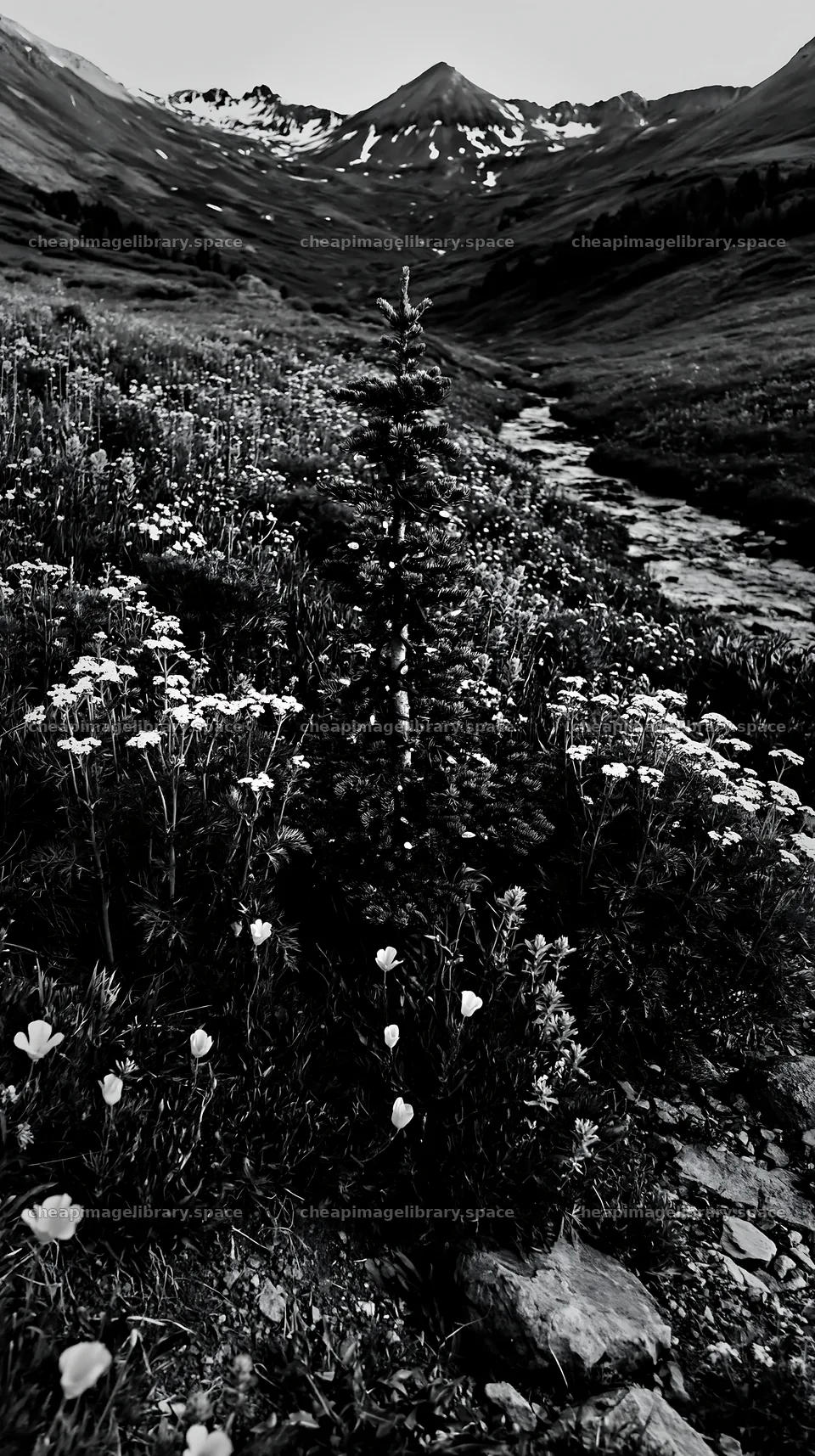 Christmas tree with lights beside stream in meadow – image library 5938x10608
