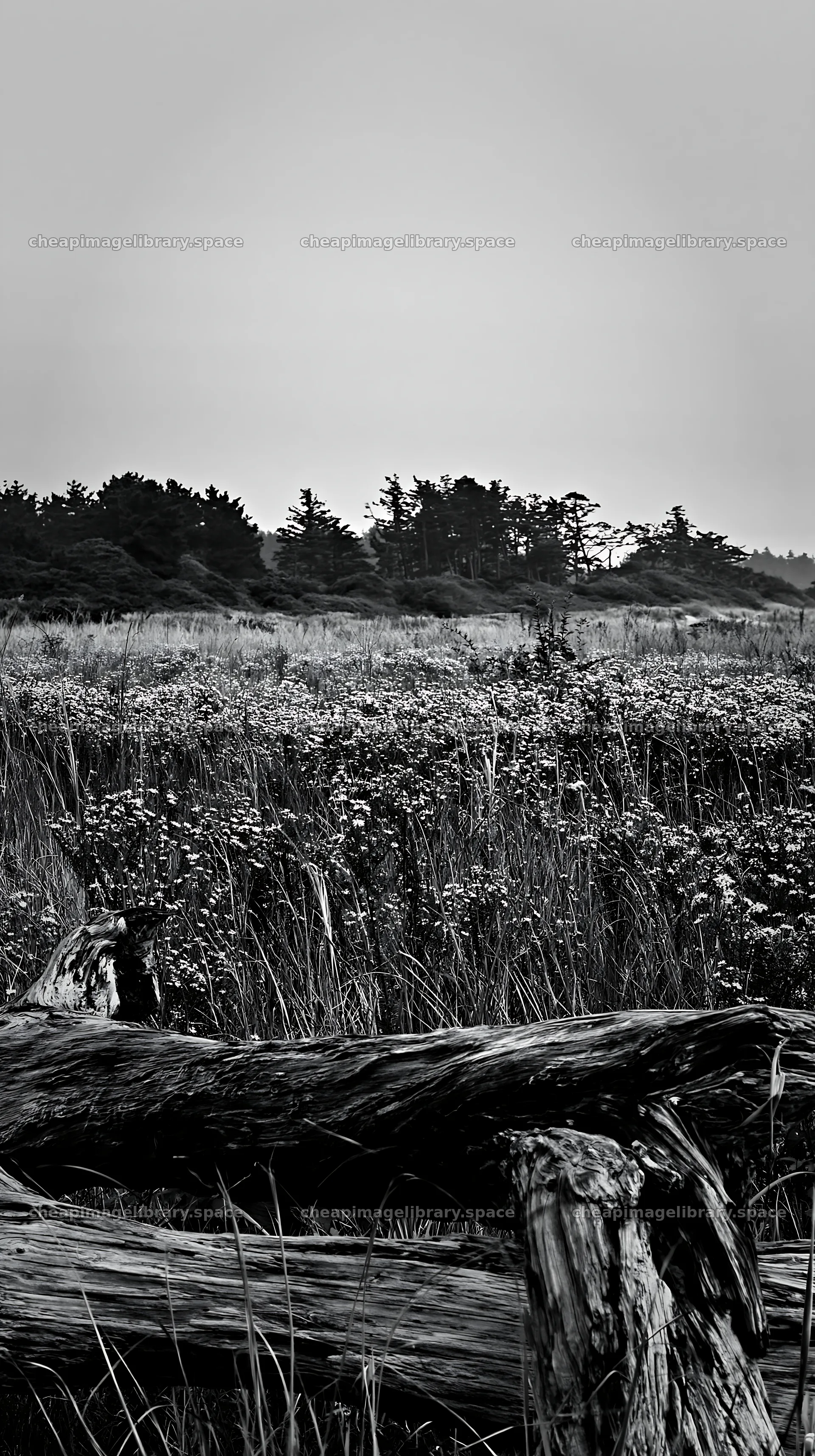 Chiba coastal climate meadow with driftwood in foreground – image library 5938x10608