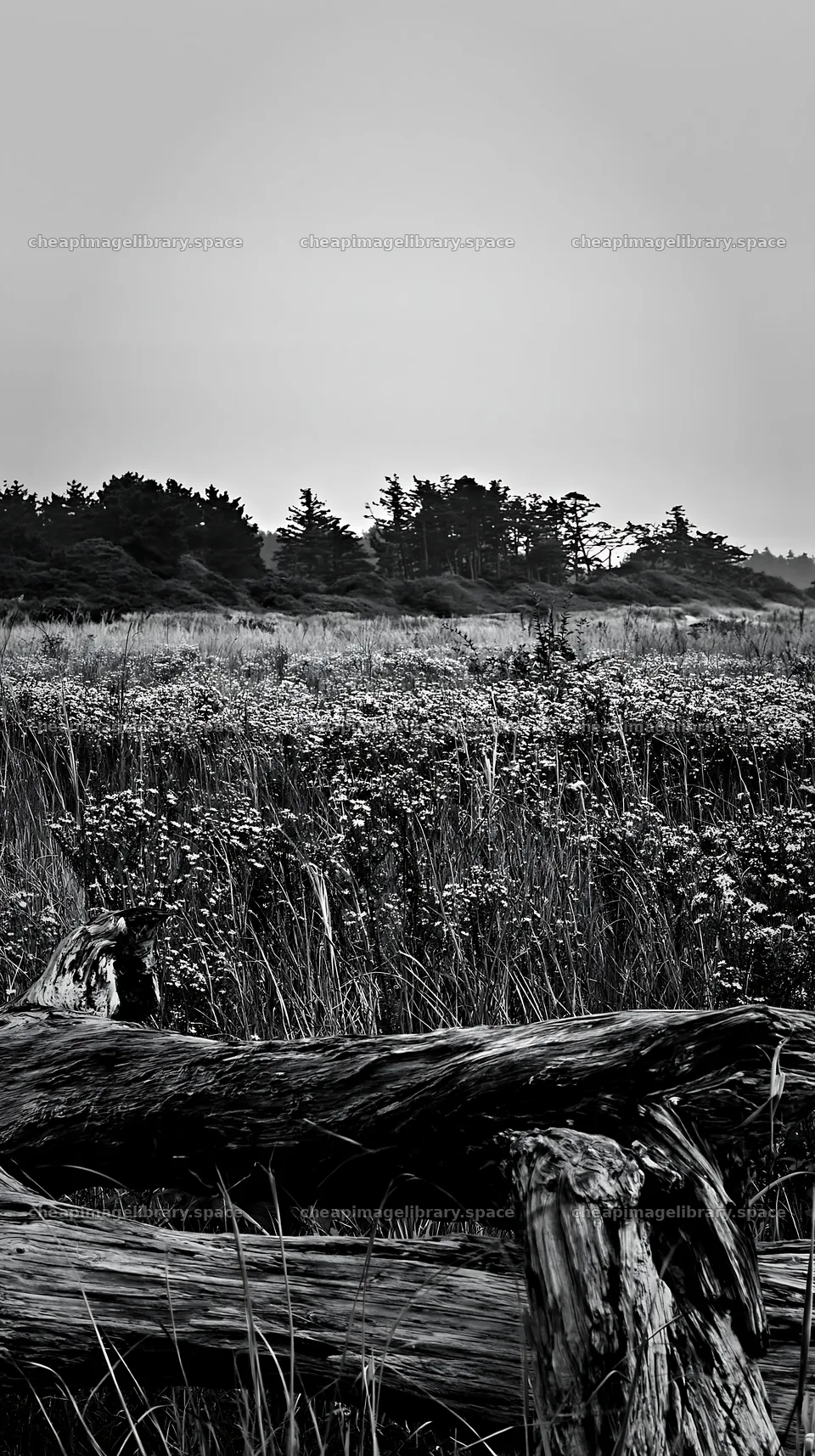 Chiba coastal climate meadow with driftwood in foreground – image library 5938x10608