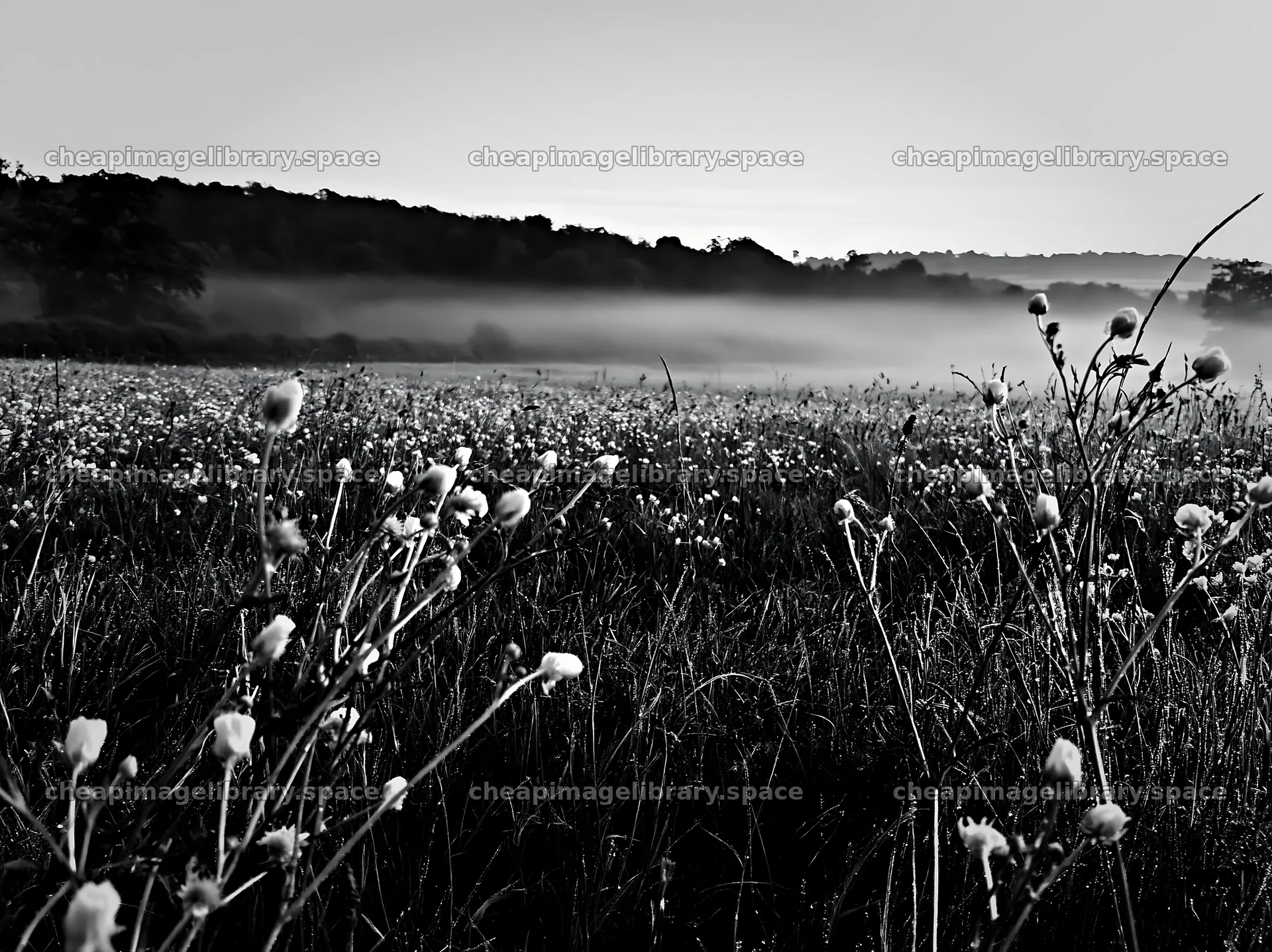 Buttercup meadow under morning mist with yellow flowers – image library 9174x6866