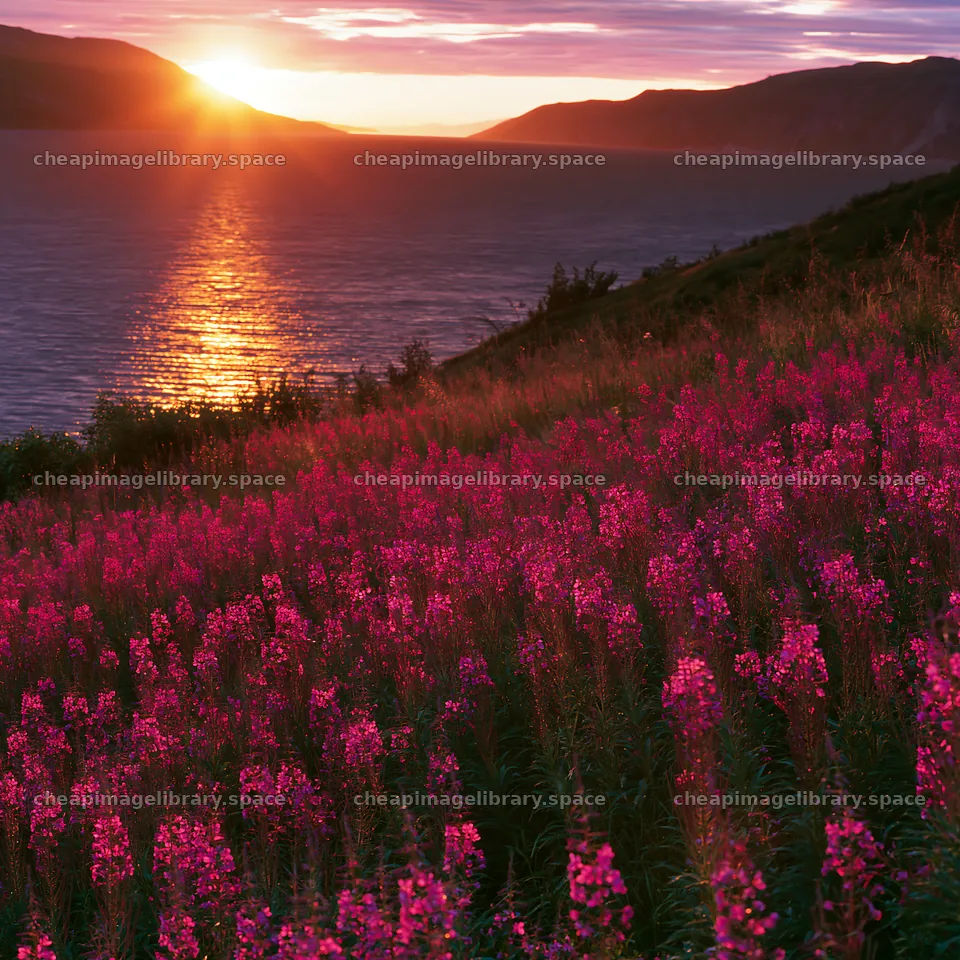 Fireweed meadow at sunset near the water – image library 7938x7938