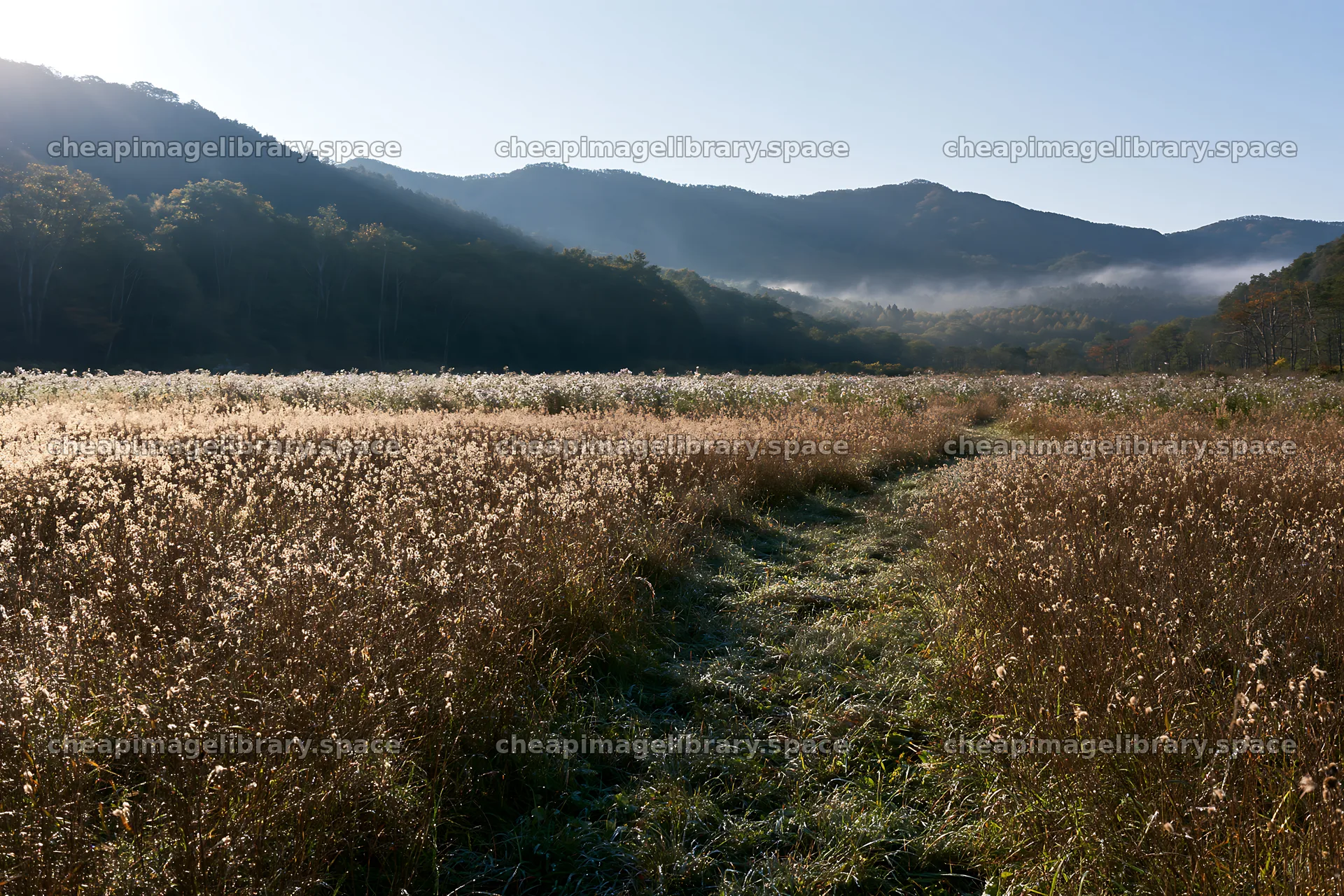 Iwate meadow in morning light with seedheads in foreground – image library 9722x6480