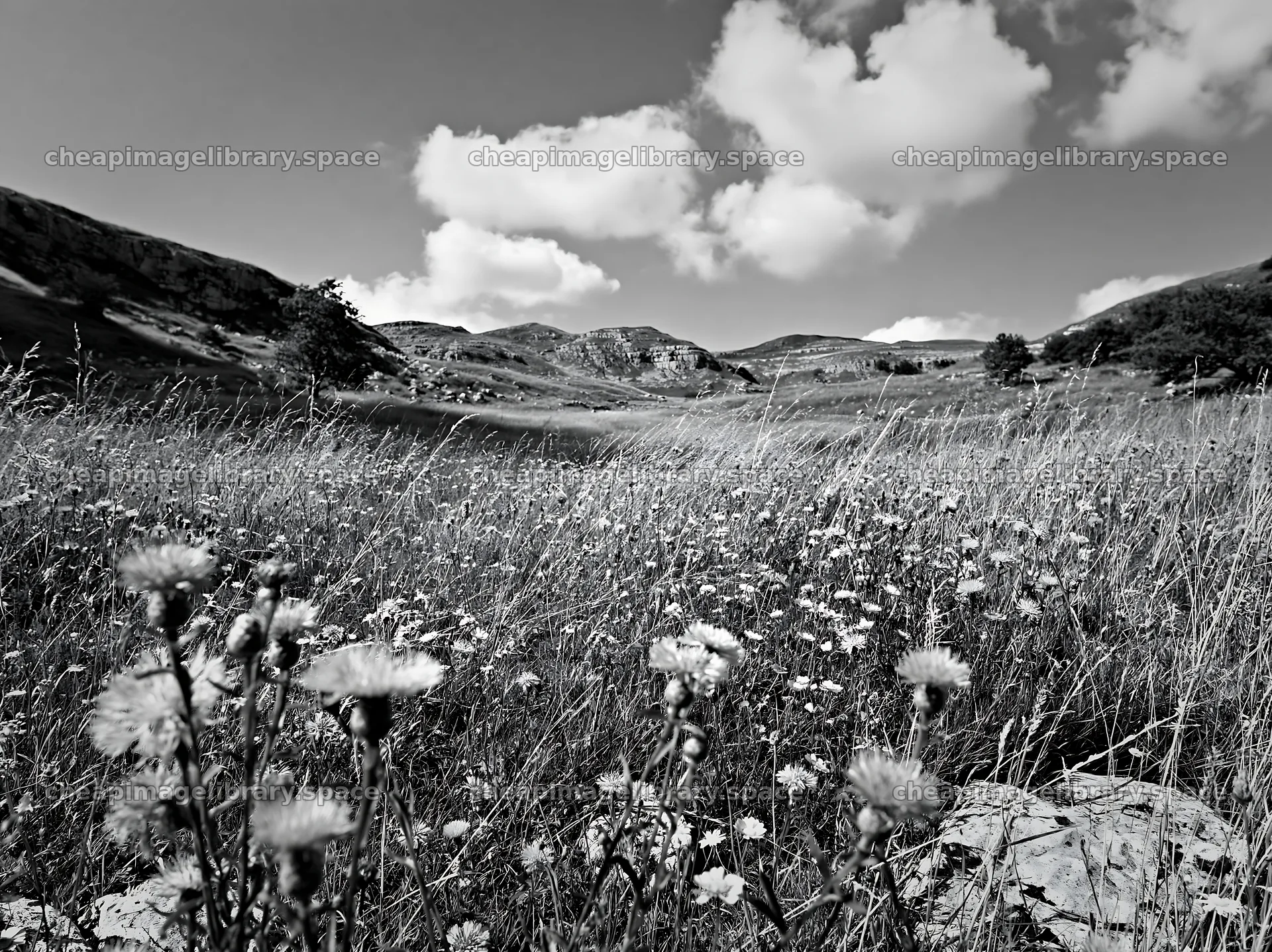 Meadow full of knapweed and wildflowers under a cloudy sky – image library 9174x6866