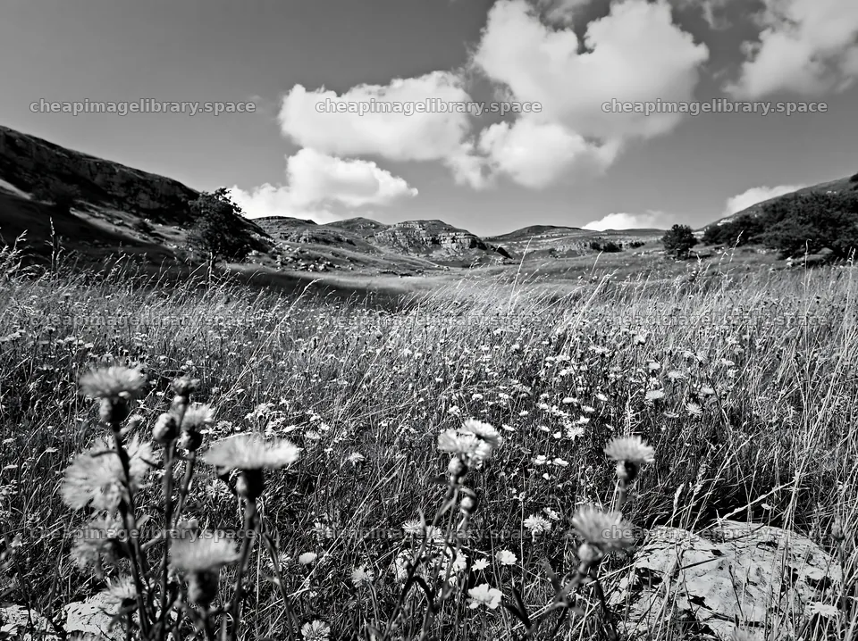 Meadow full of knapweed and wildflowers under a cloudy sky – image library 9174x6866