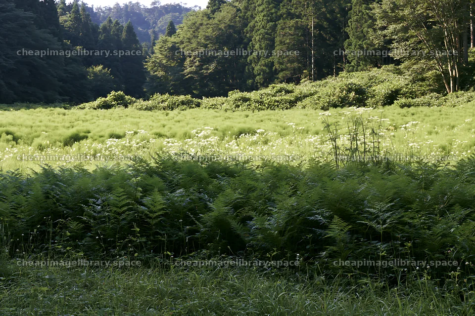 Nara summer meadow with fern foreground in bright daylight – image library 9722x6480