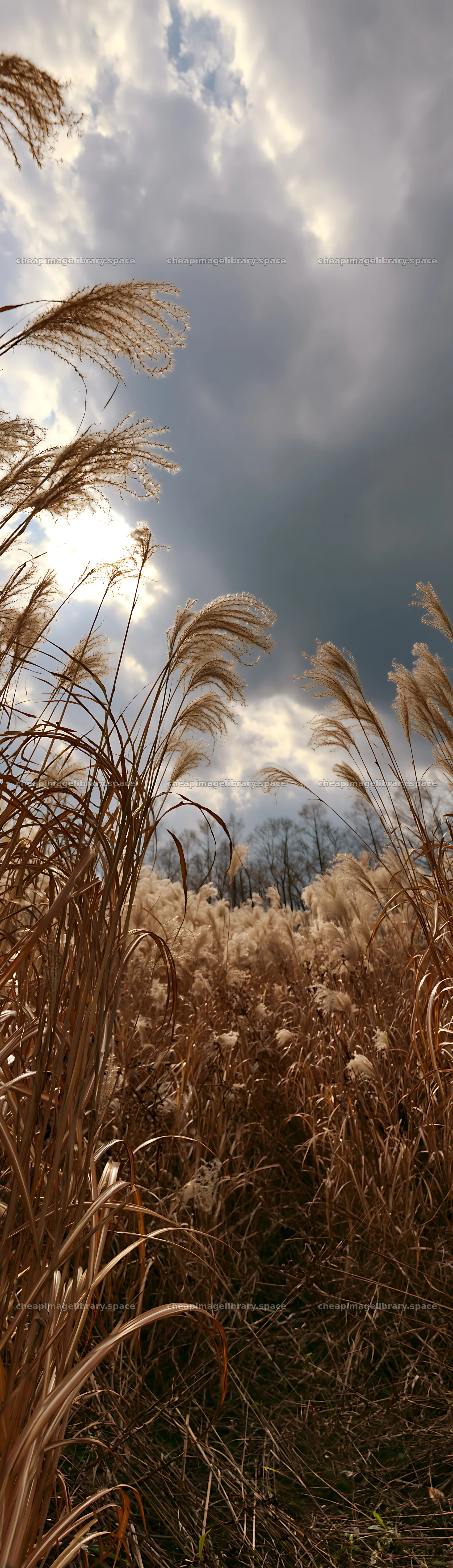 Seedheads in Hokkaido silver grass meadow under cloudy sky – image library 4268x14762