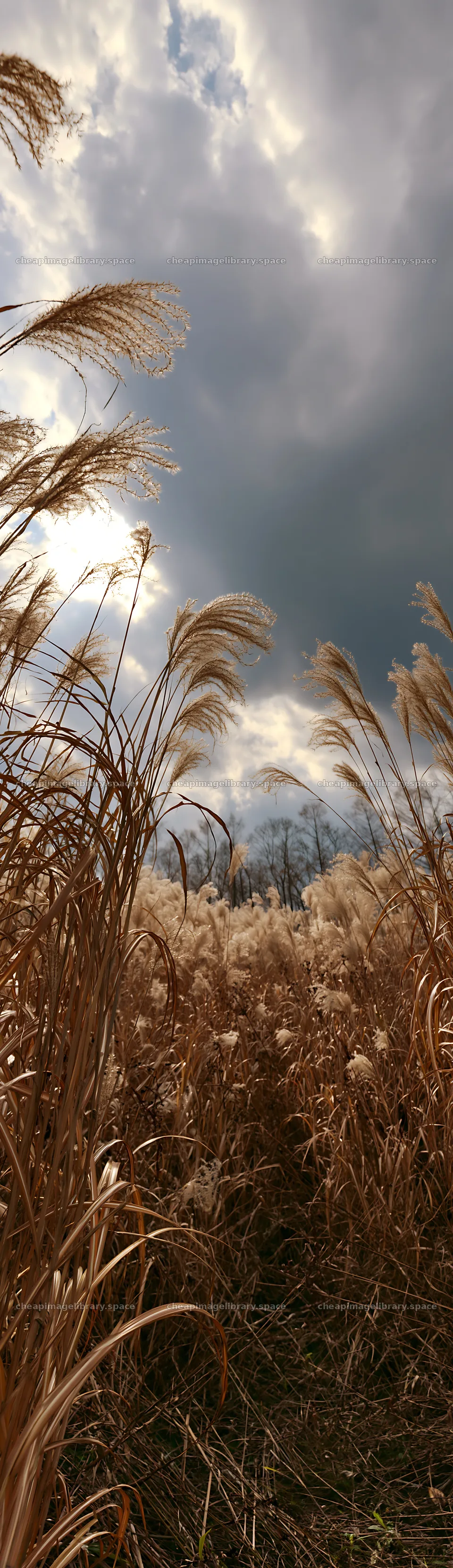 Seedheads in Hokkaido silver grass meadow under cloudy sky – image library 4268x14762