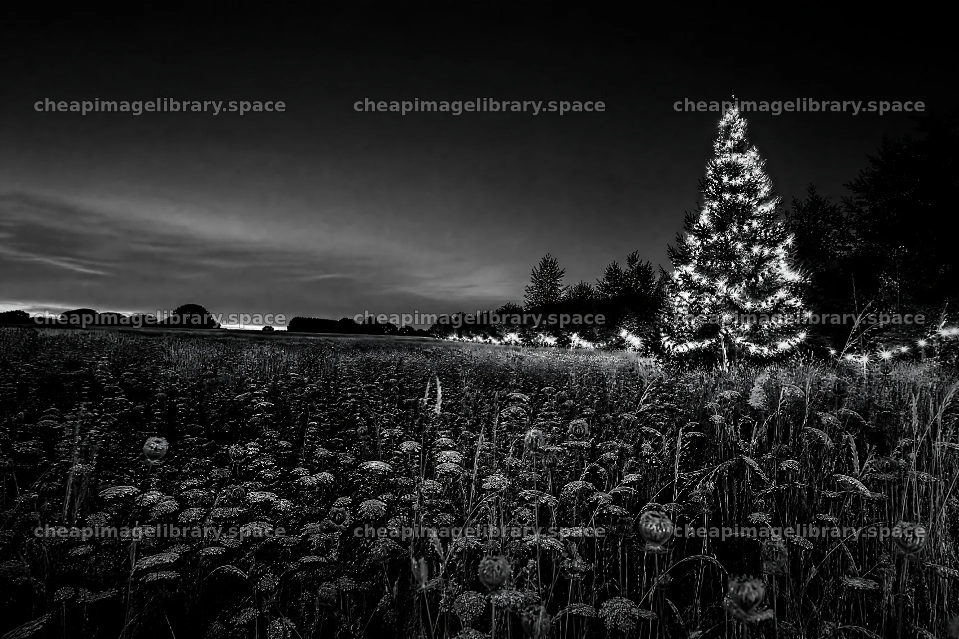Vibrant Christmas tree in meadow at dusk – image library 9722x6480