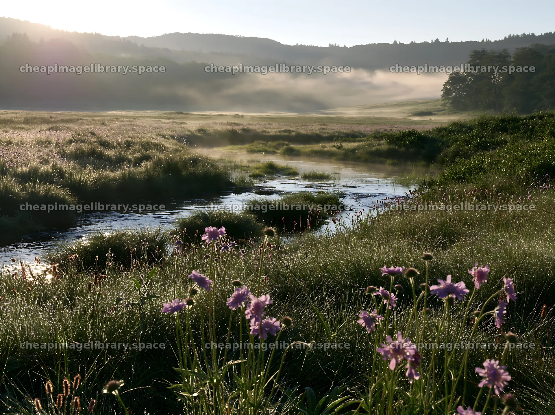 Winding stream in meadow with flowers in morning light – image library 9174x6866