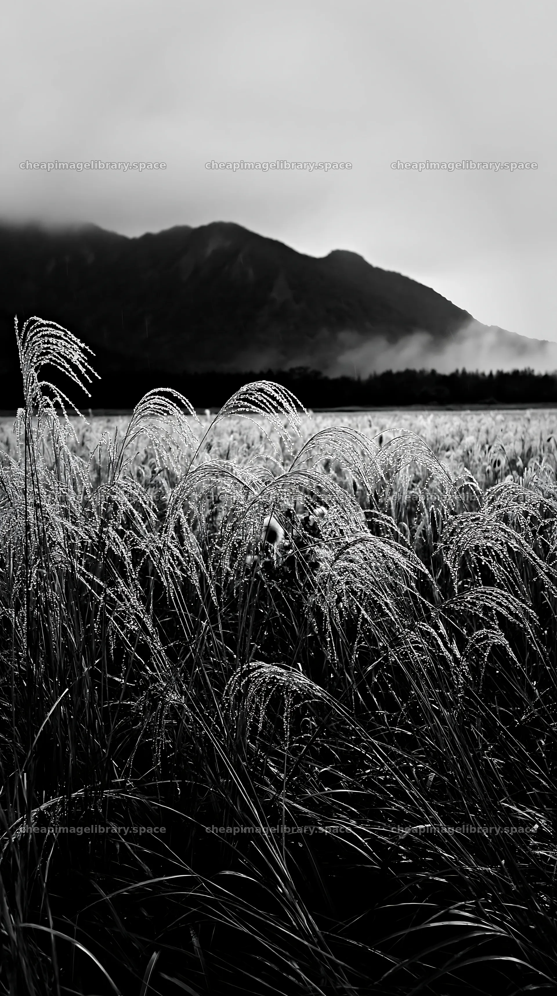 Fukui native grass meadow rain droplets glisten in soft light – image library 5938x10608