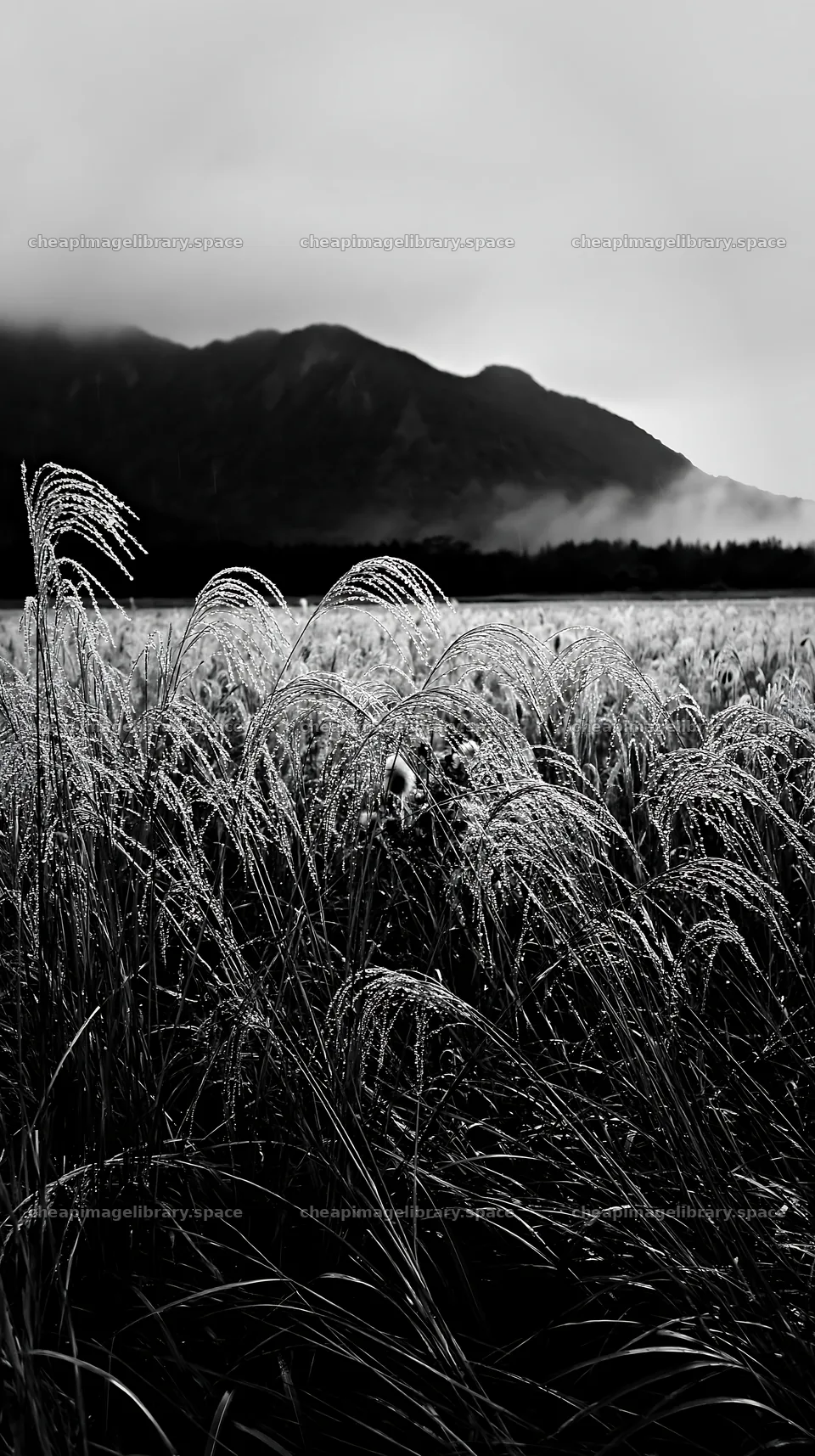 Fukui native grass meadow rain droplets glisten in soft light – image library 5938x10608