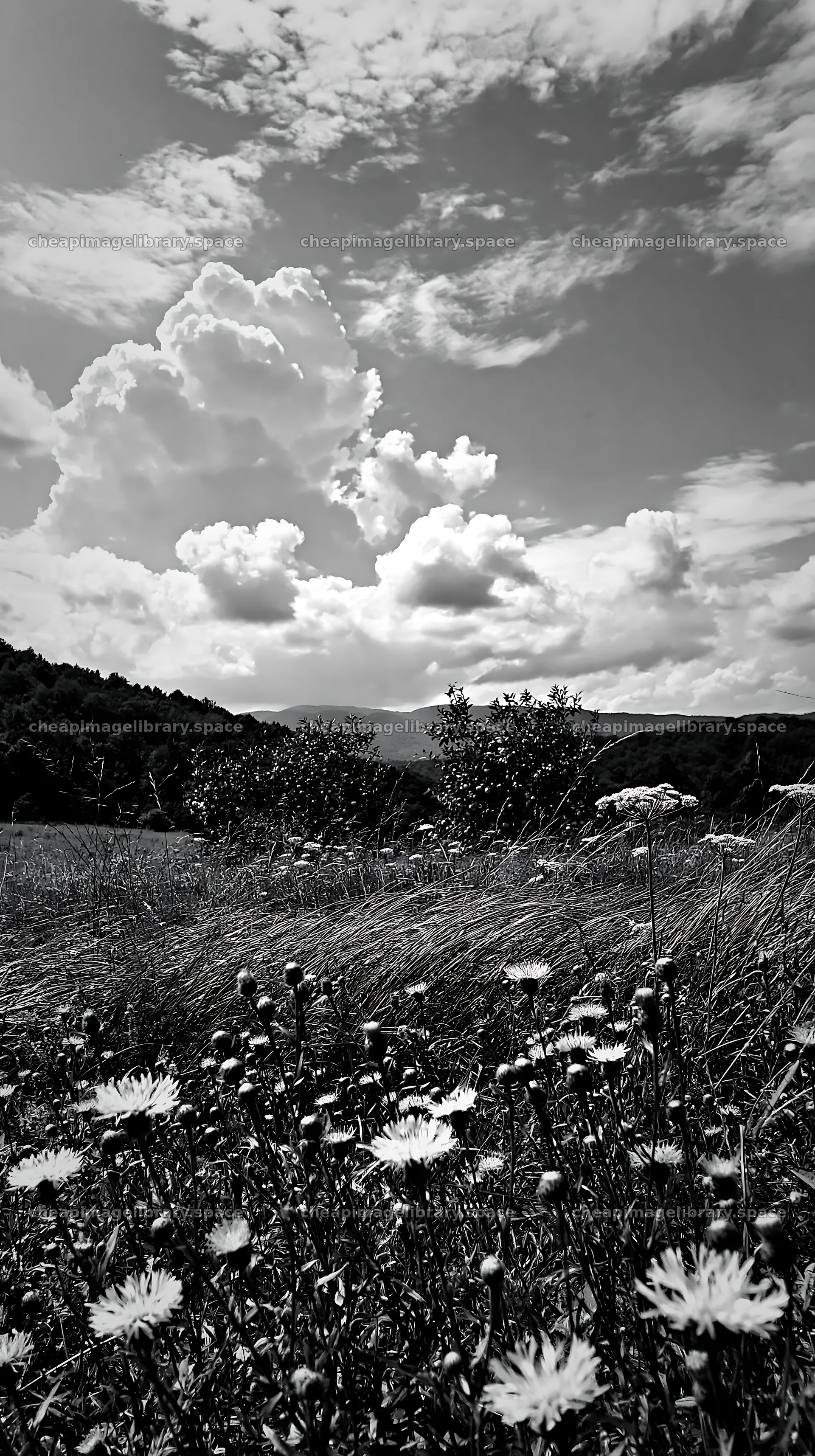 Valley apple meadow with wildflowers and clouds – image library 5938x10608