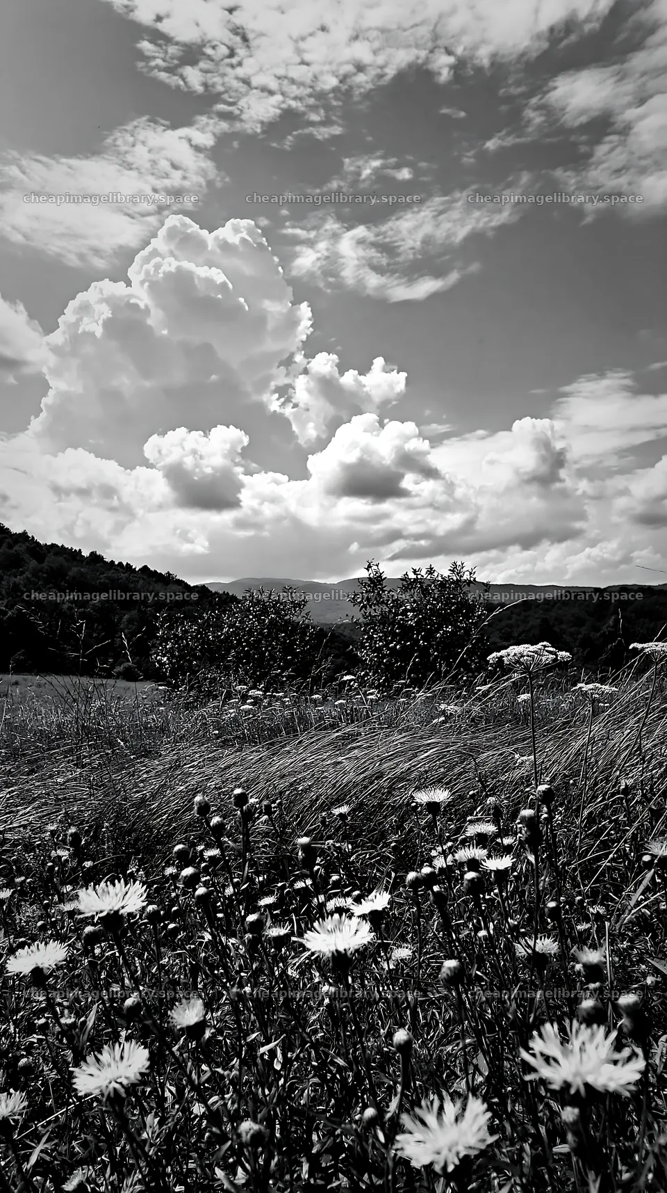 Valley apple meadow with wildflowers and clouds – image library 5938x10608