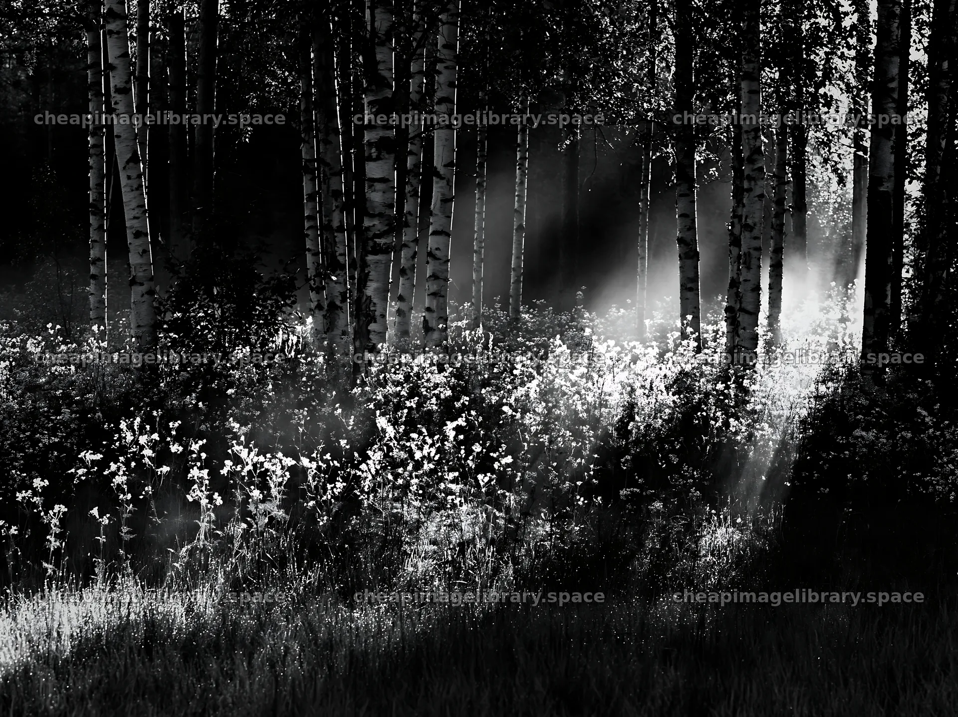 Birch forest meadow with sunlight shining through trees – image library 9174x6866