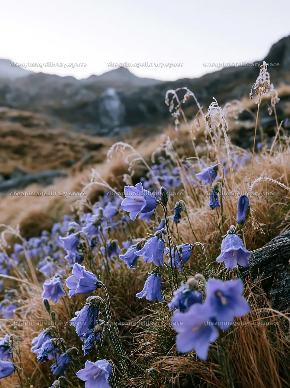 Meadow with blue flowers near mountain cascade – image library 6866x9174