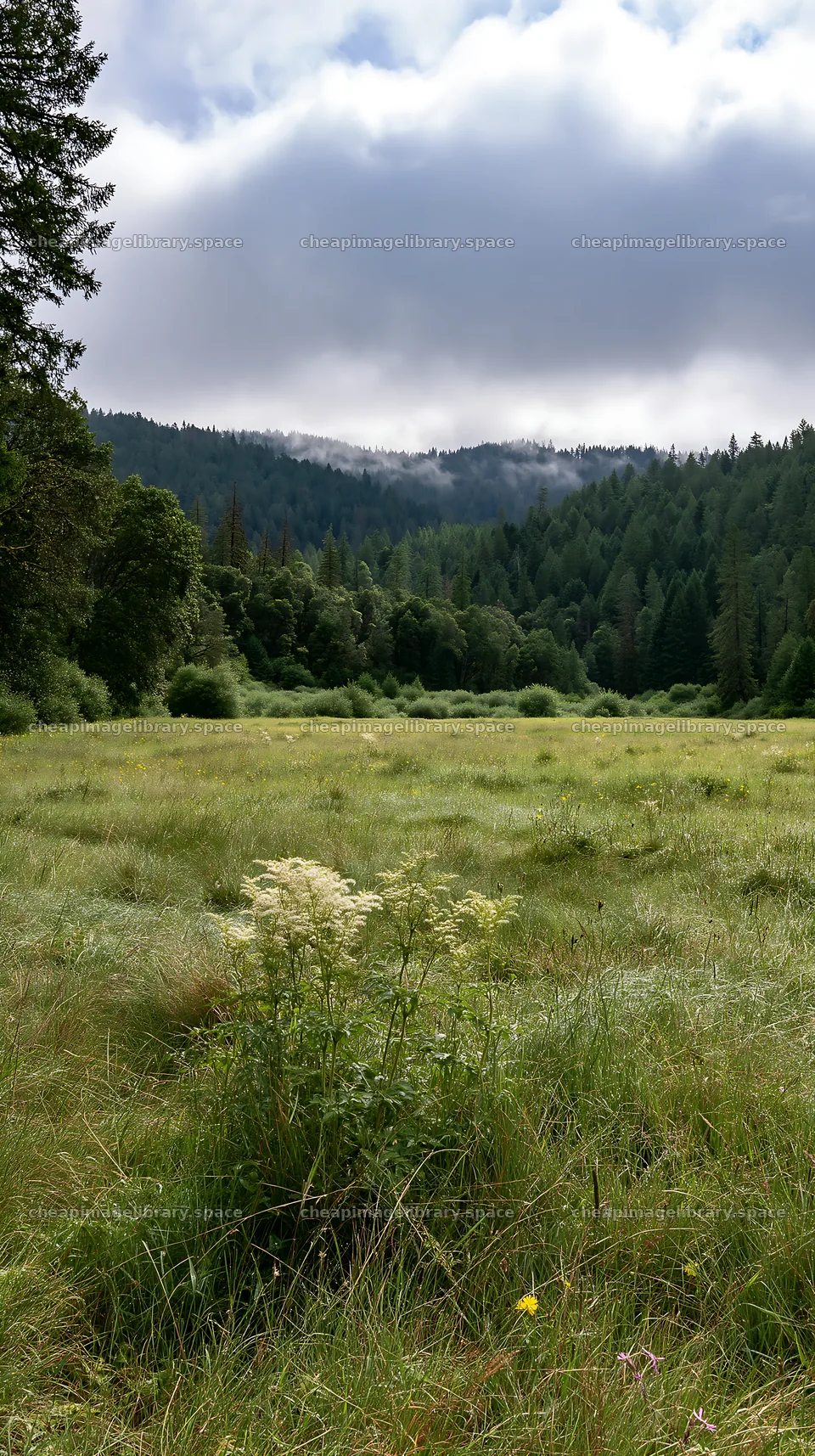 Cloudy foothill meadow with green grass and distant trees – image library 5938x10608