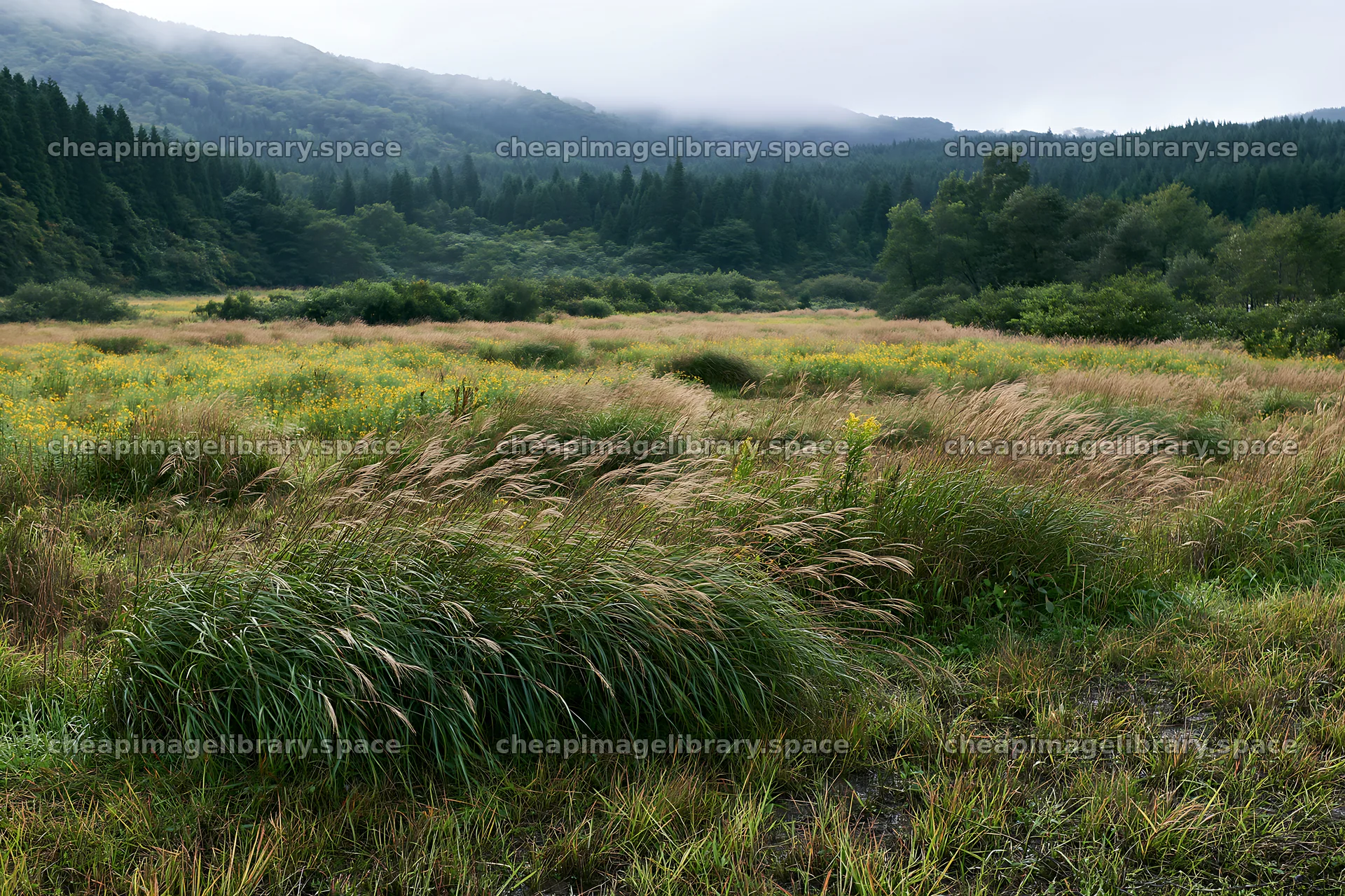 Iwate rain refreshed meadow seedhead foreground – image library 9722x6480