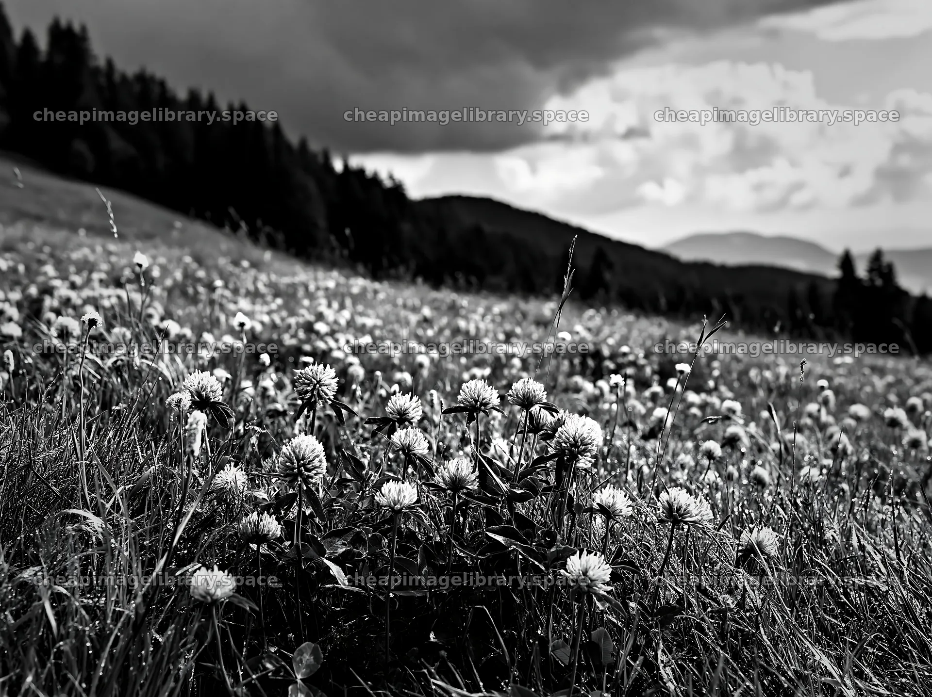 Clover meadow with dew before a stormy sky – image library 9174x6866
