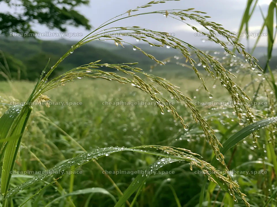 Iwate rain refreshed meadow seedhead foreground with droplets – image library 9174x6866