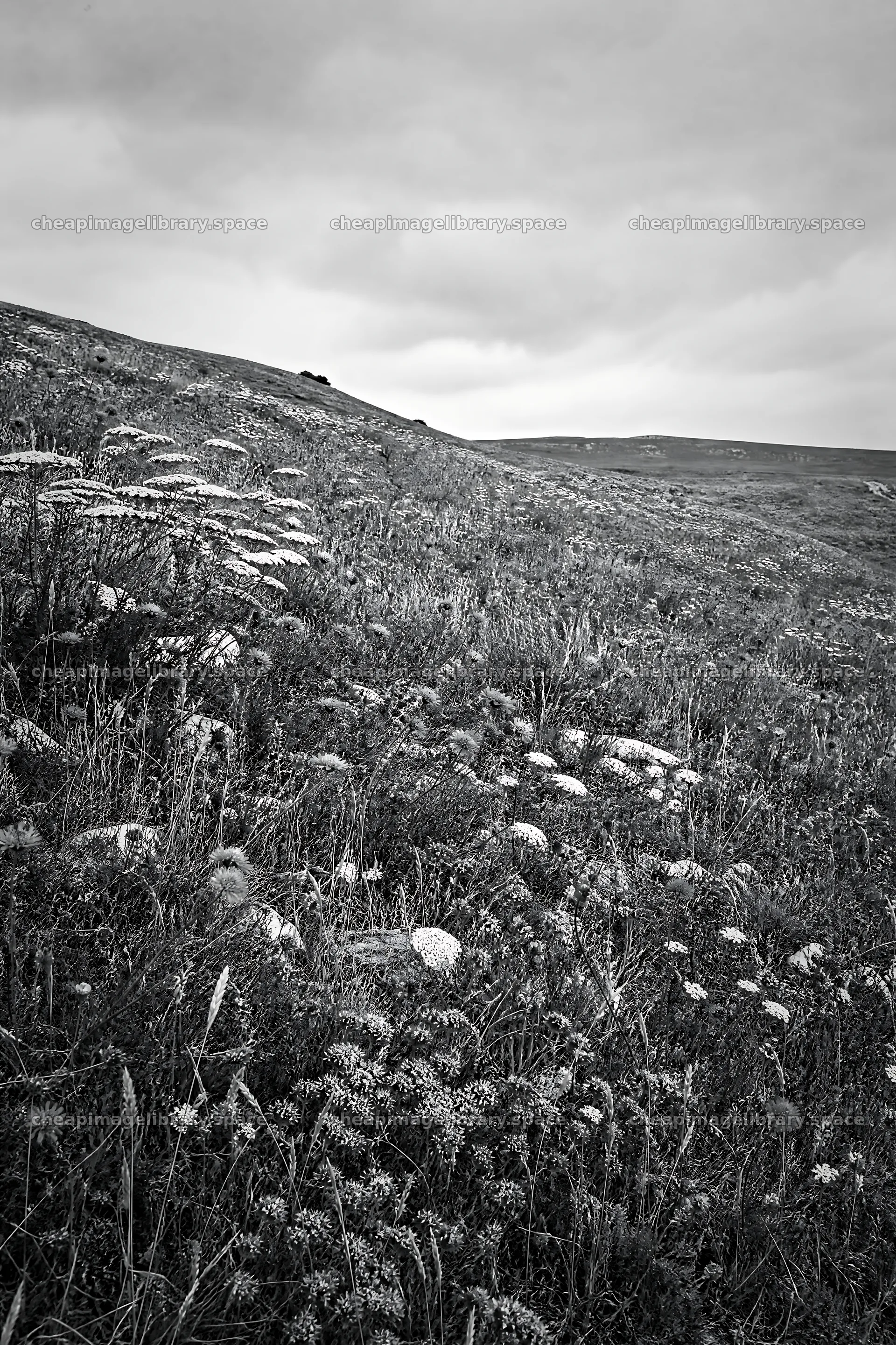 Cloudy dry flower meadow on a hillside in overcast weather – image library 6480x9722