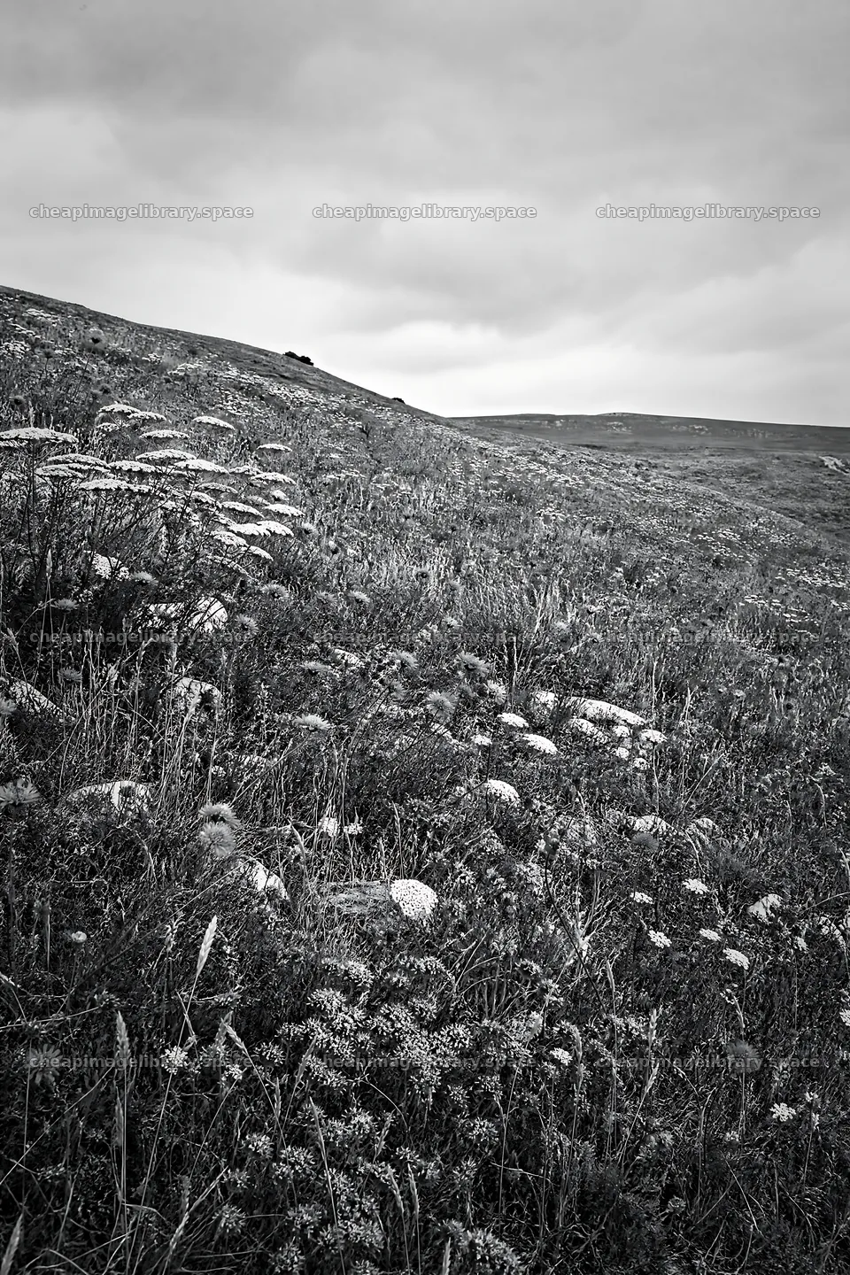 Cloudy dry flower meadow on a hillside in overcast weather – image library 6480x9722