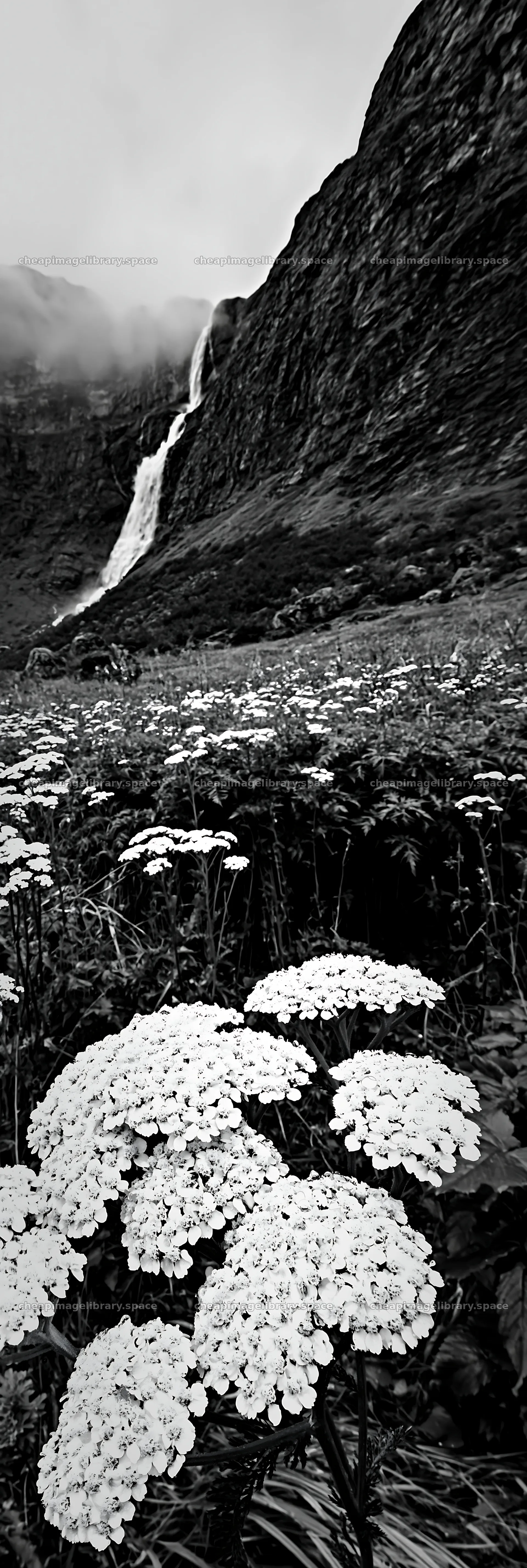Yarrow flowers in a meadow with a waterfall backdrop – image library 4602x13690