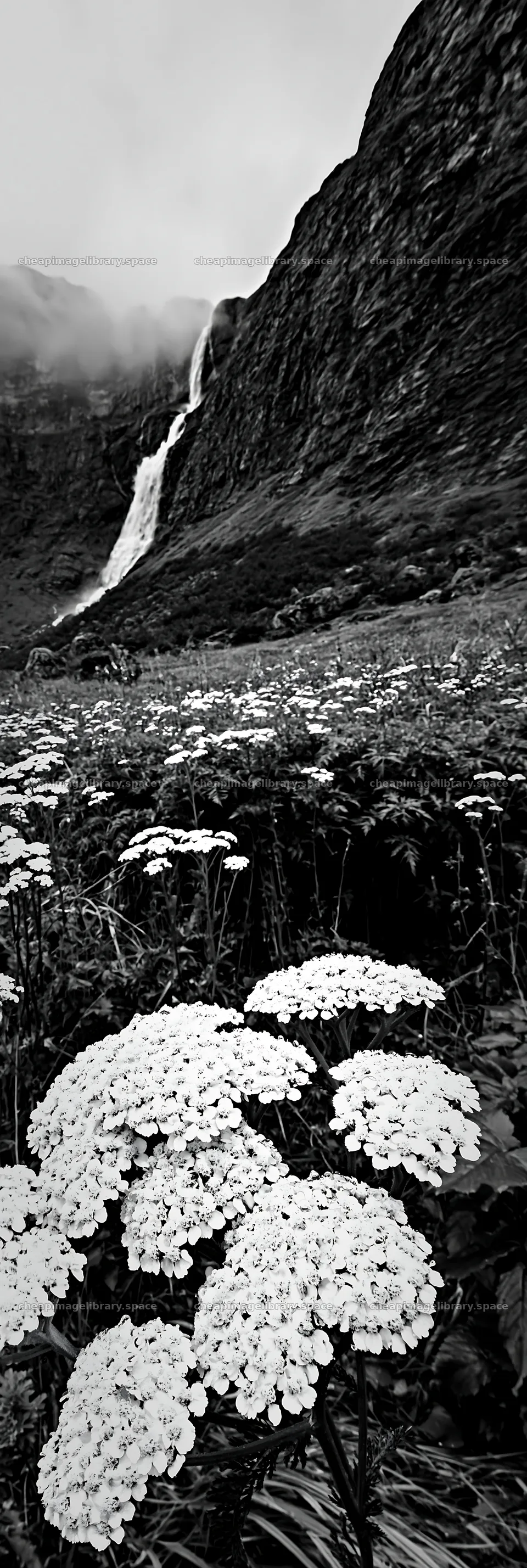 Yarrow flowers in a meadow with a waterfall backdrop – image library 4602x13690