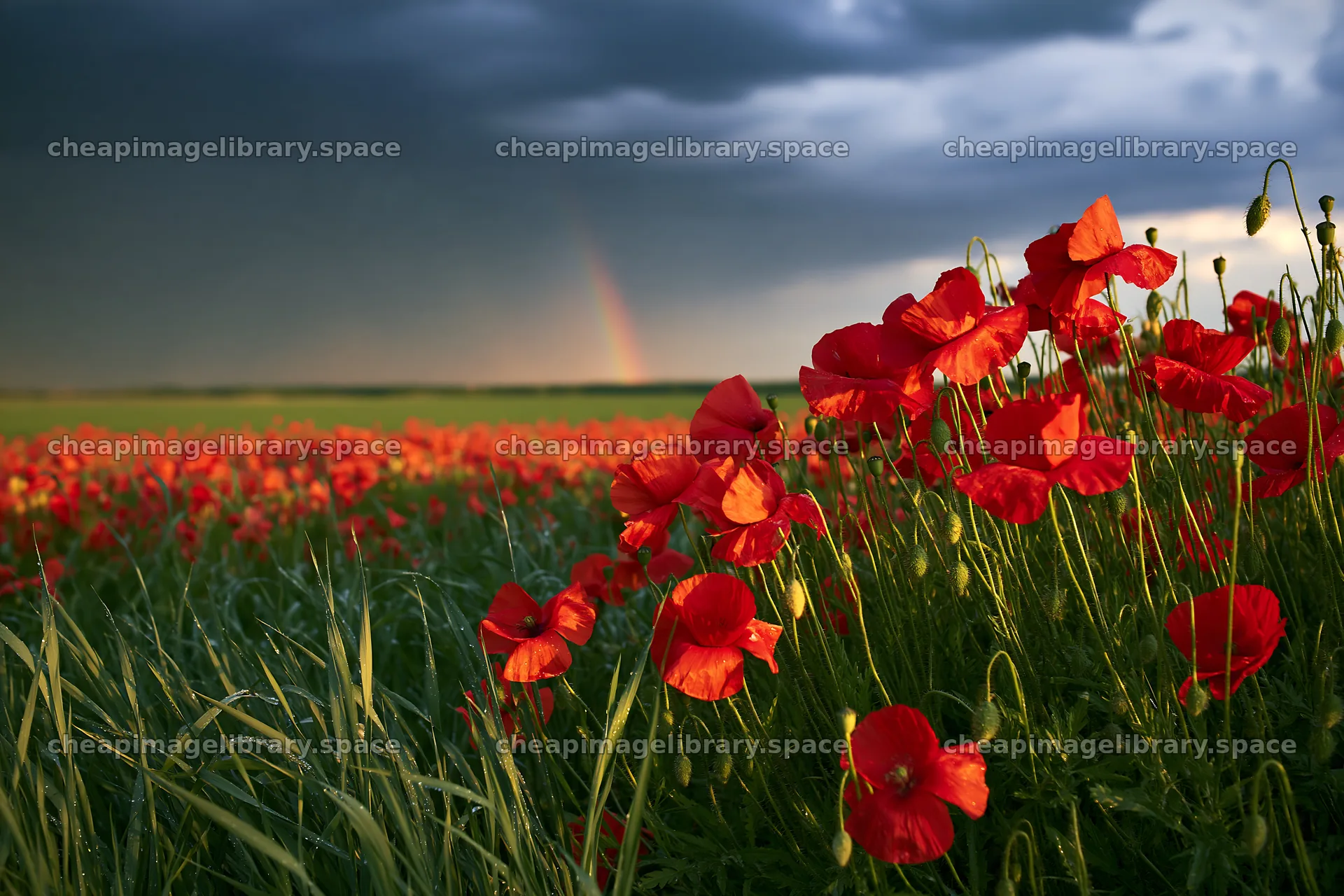 Colorful poppy meadow with clouds and rainbow in the distance – image library 9722x6480