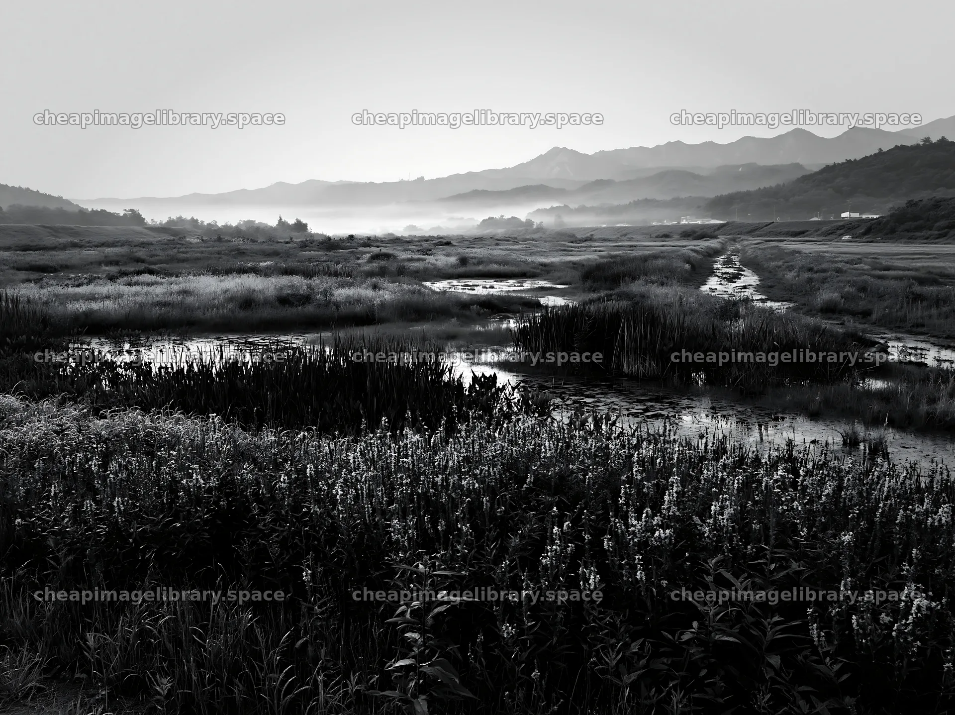 Niigata floodplain with dew at dawn in a natural landscape – image library 9174x6866