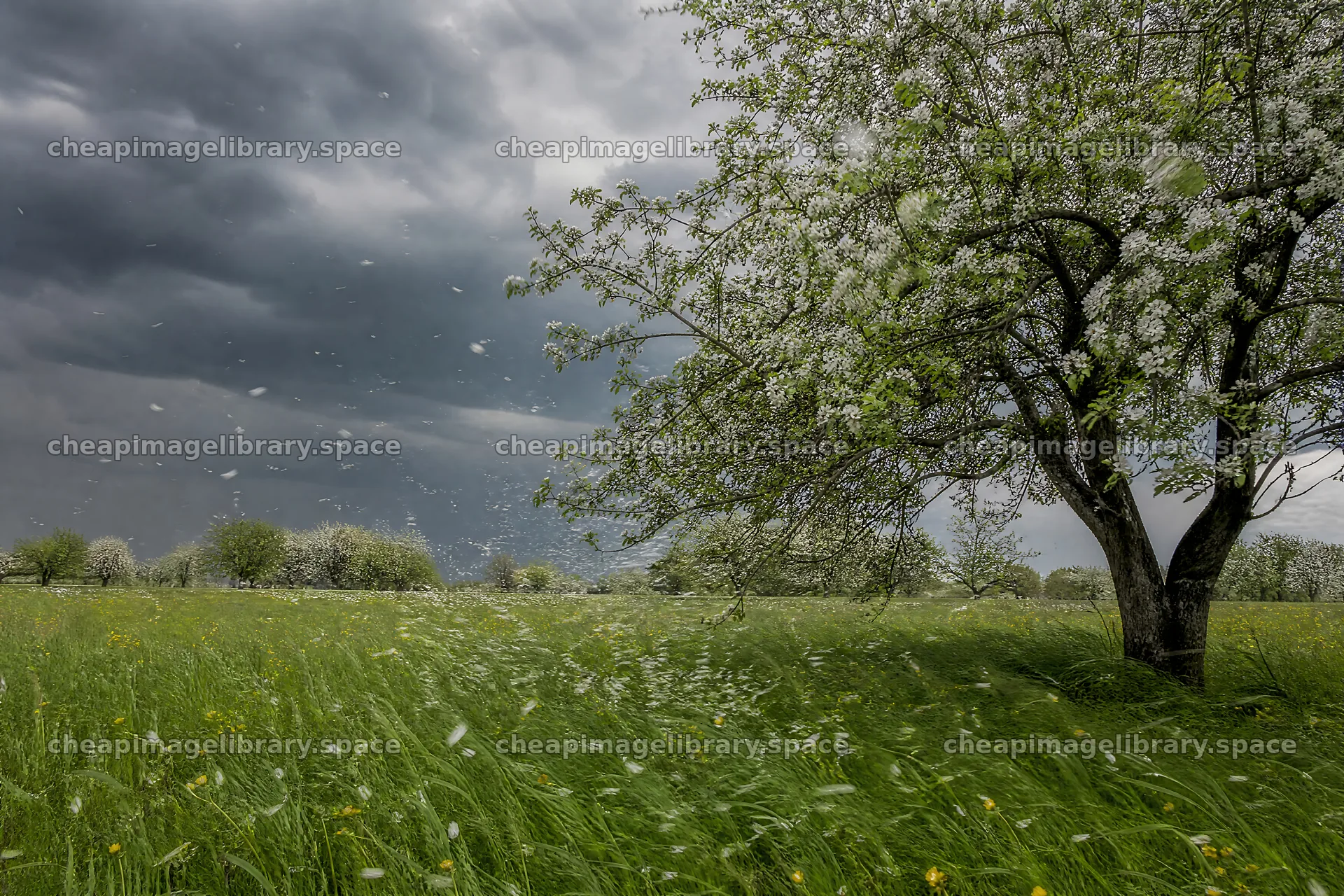 Apple blossom meadow with a tree under cloudy skies – image library 9722x6480