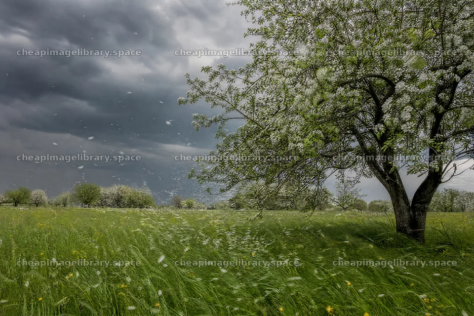 Apple blossom meadow with a tree under cloudy skies – image library 9722x6480