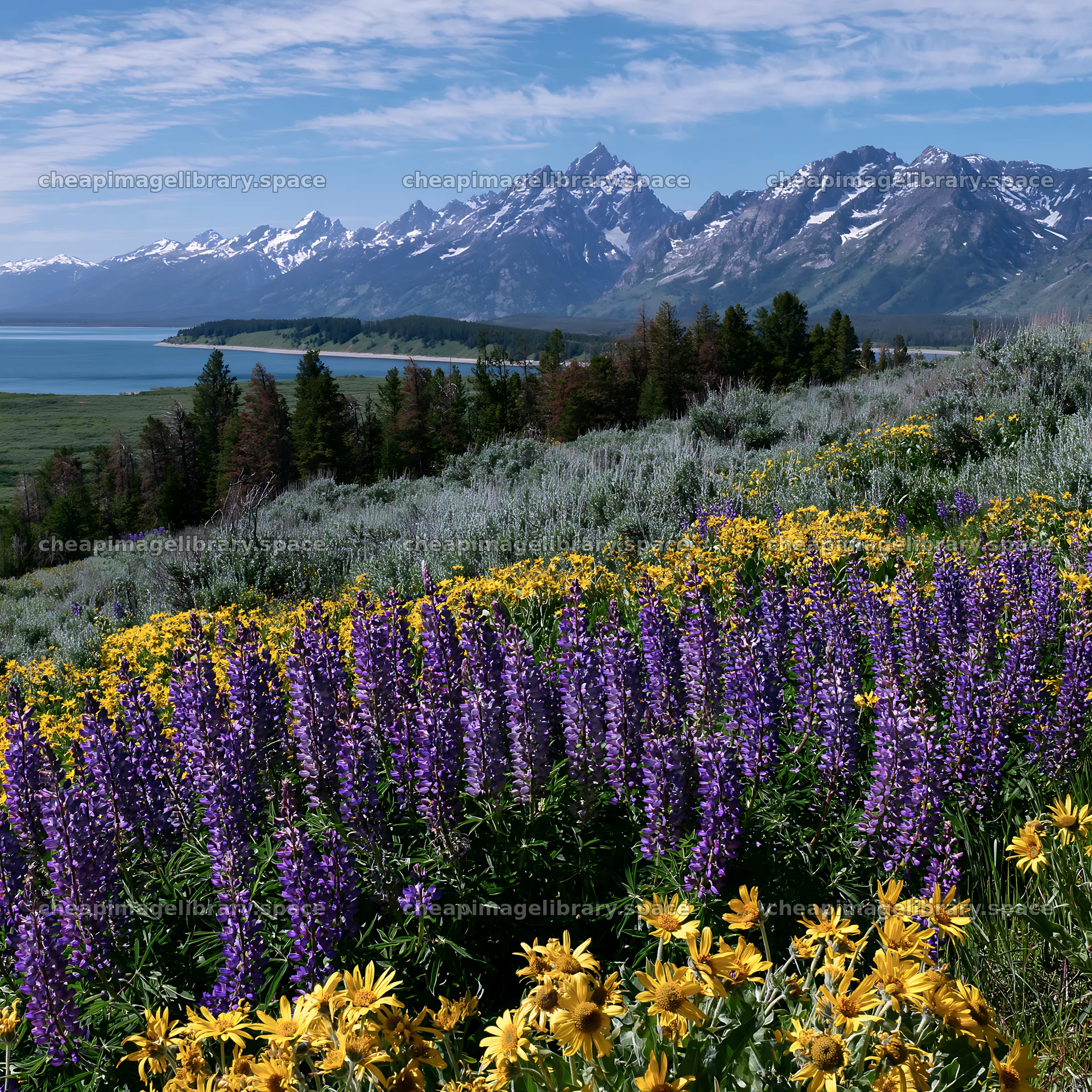 Vibrant lupine meadow with mountains and lake in the background – image library 7938x7938