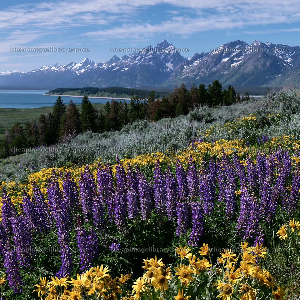 Vibrant lupine meadow with mountains and lake in the background – image library 7938x7938