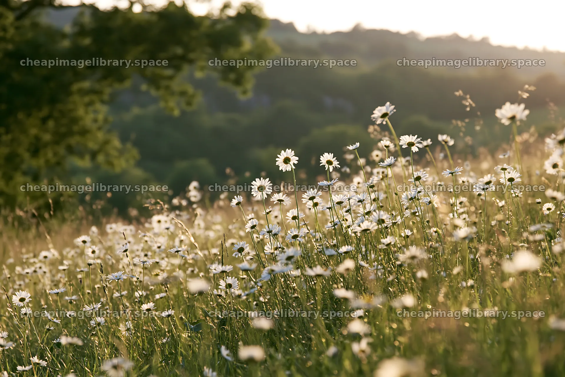 Daisy apple meadow in a bright field under sunlight – image library 9722x6480